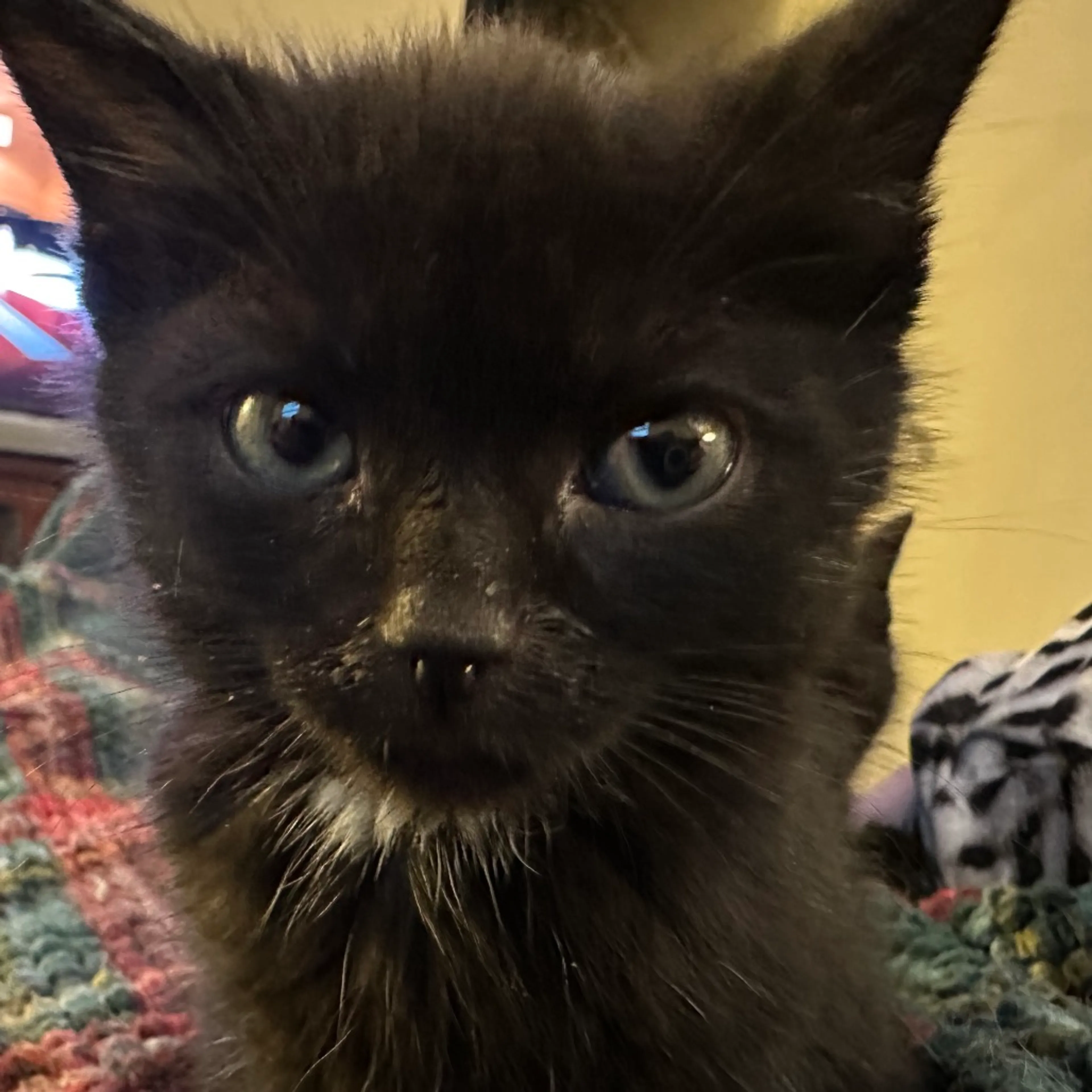Found pet