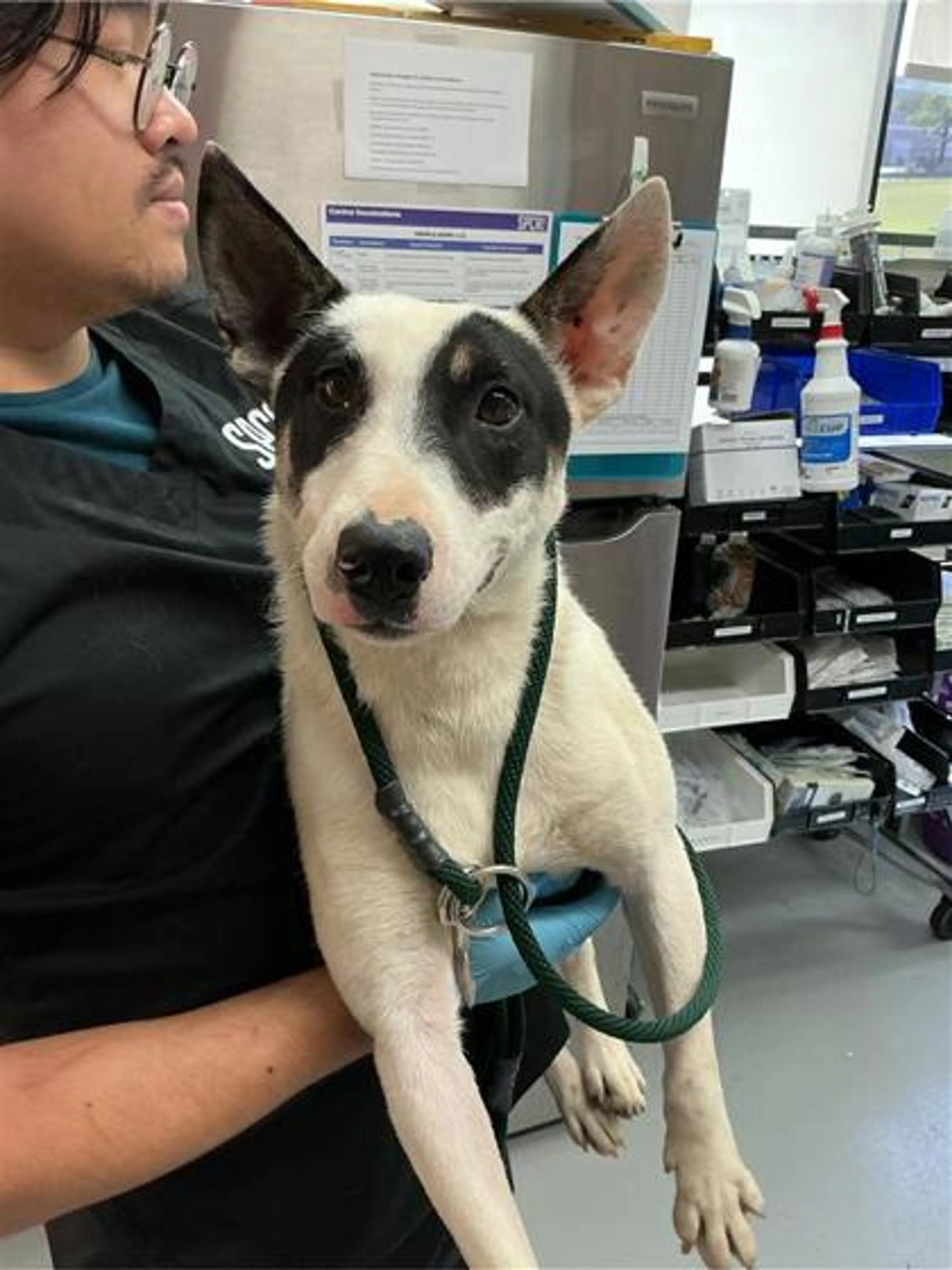Found pet