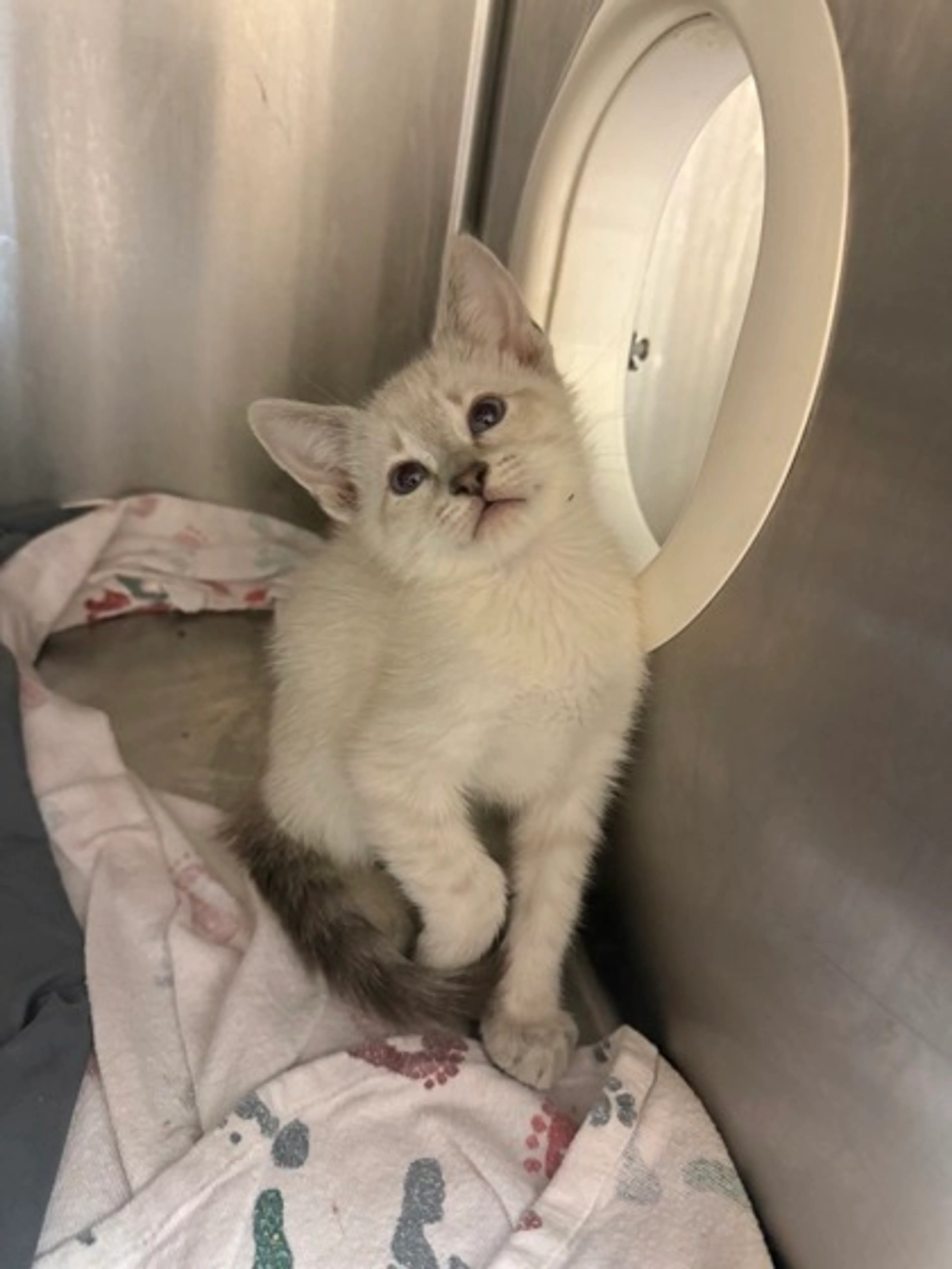 Found pet