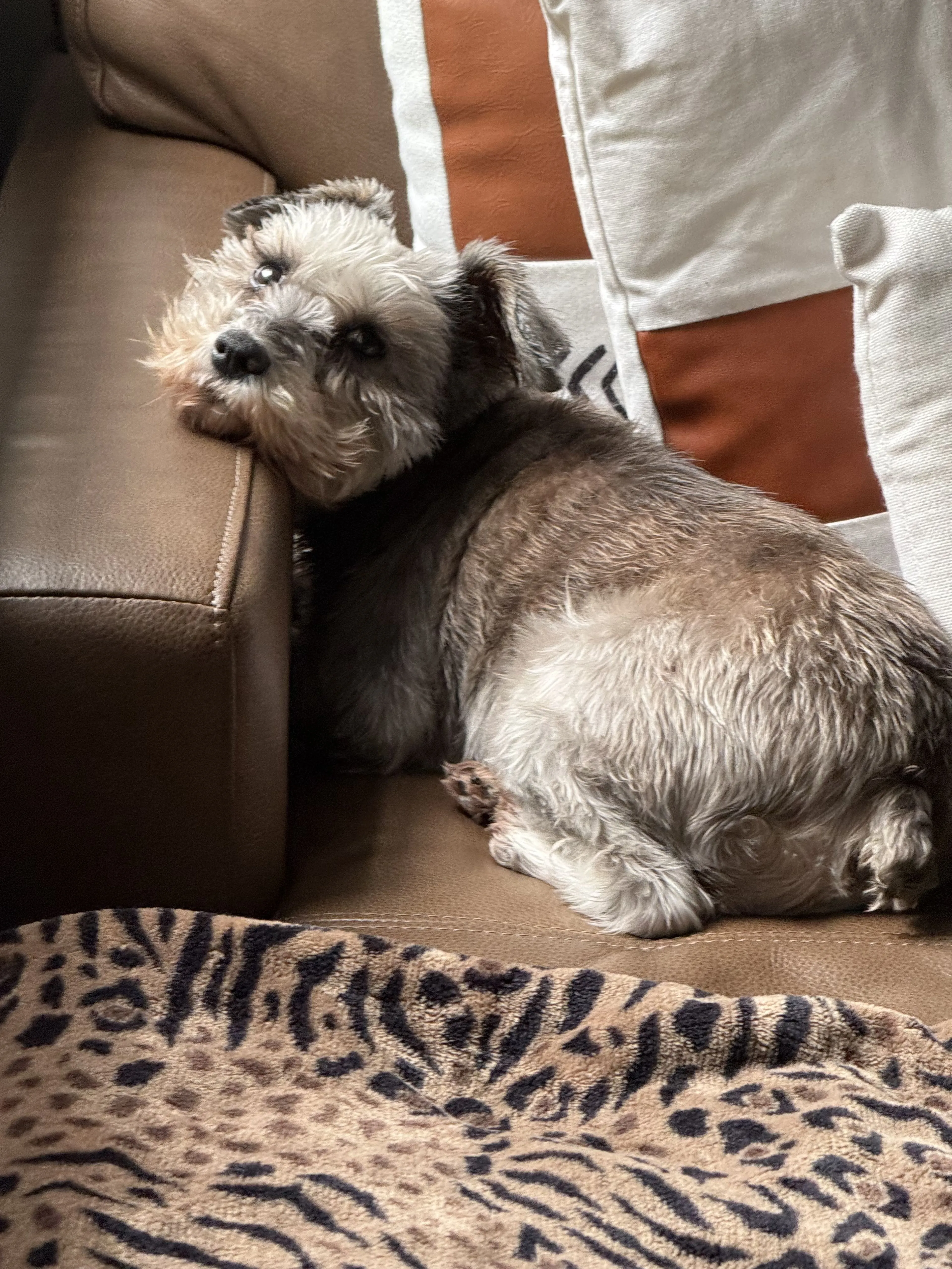 Lost pet