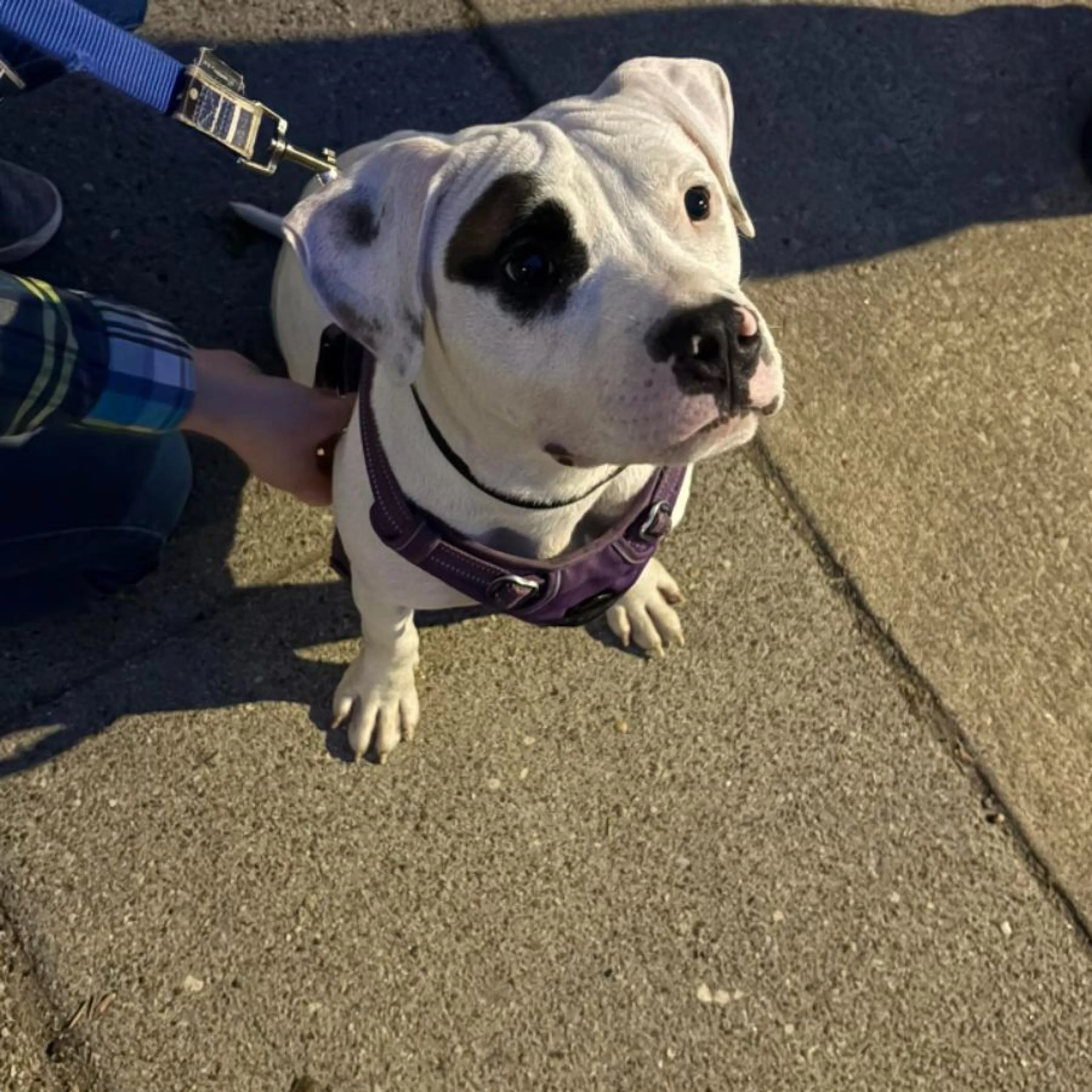 Found pet-0