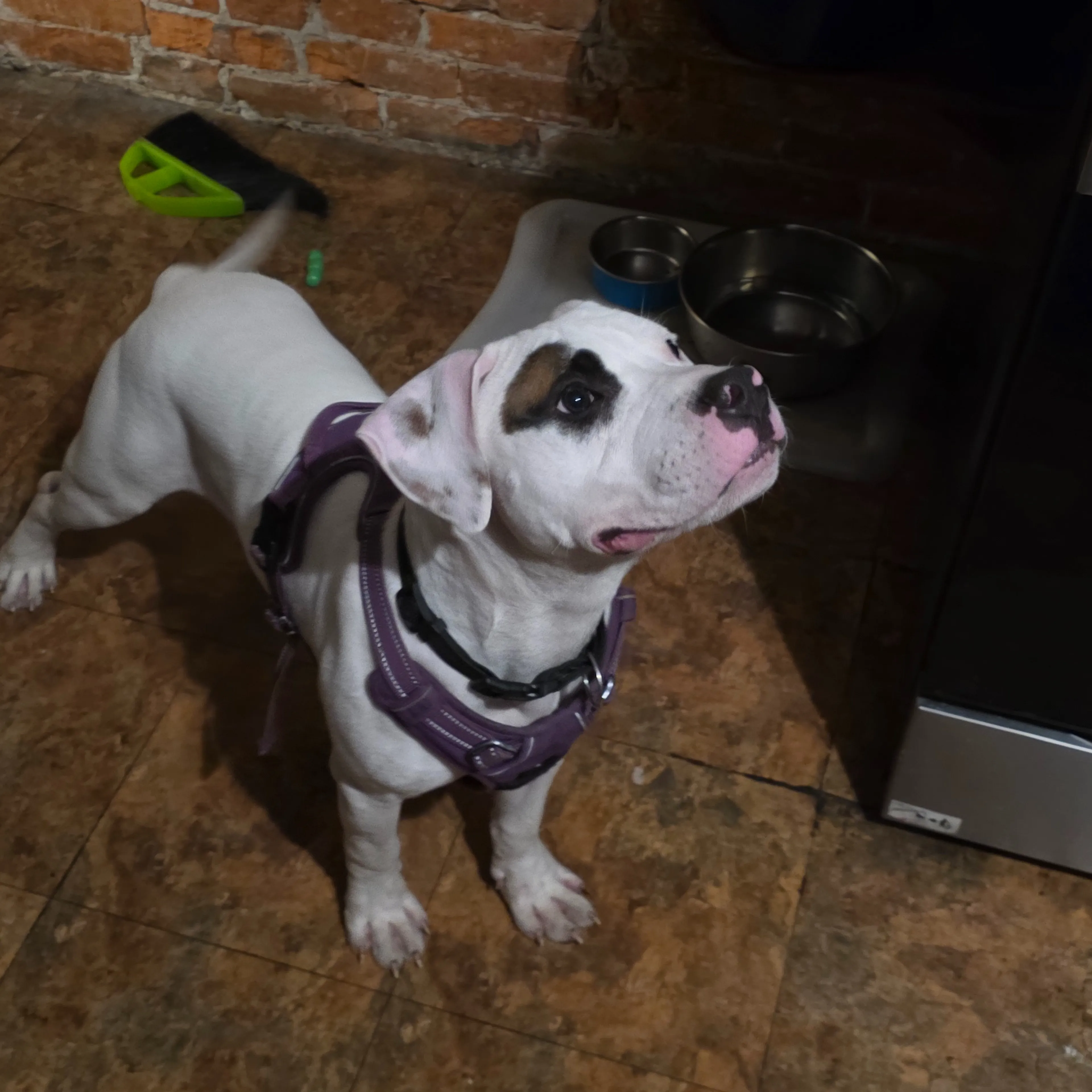 Found pet-3