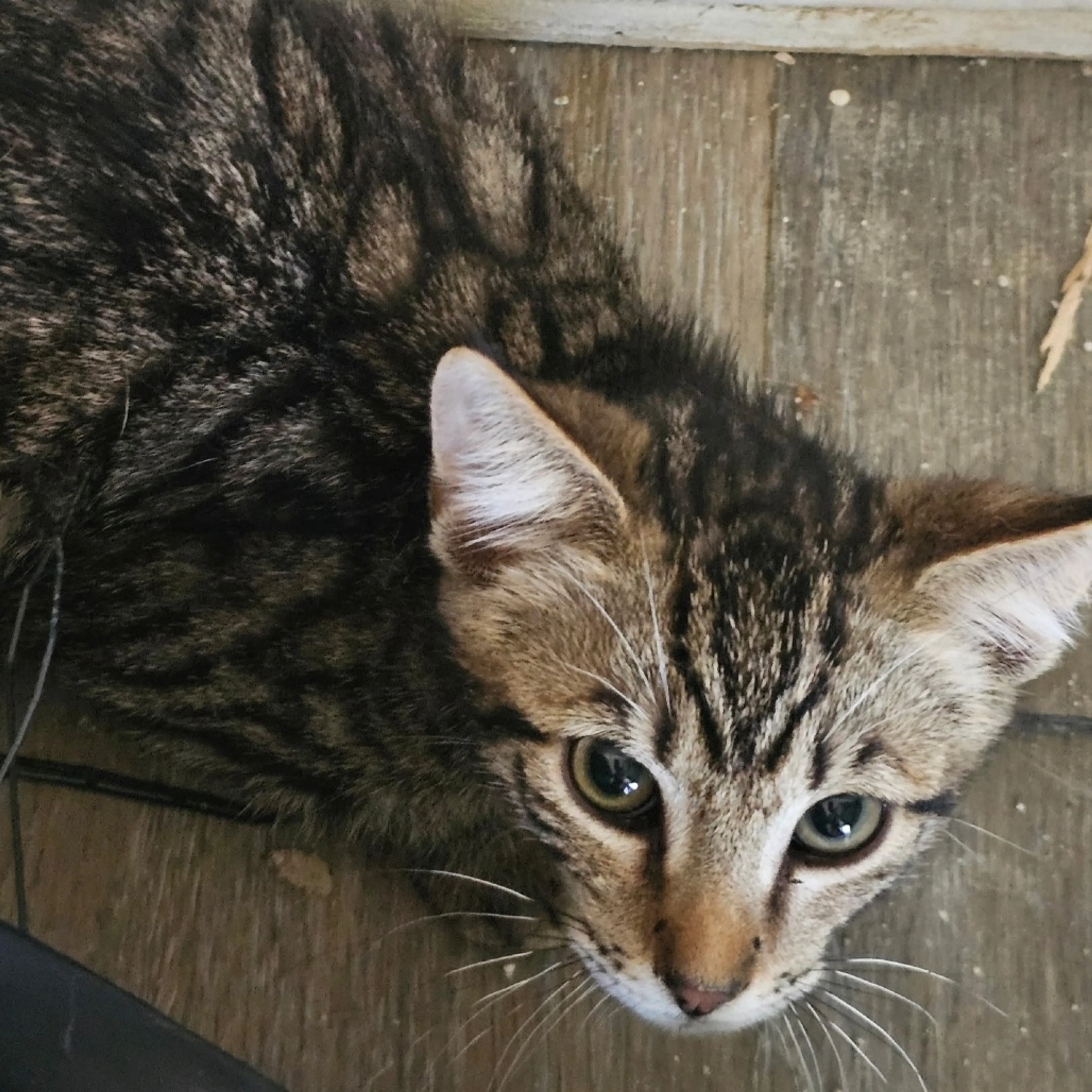 Found pet