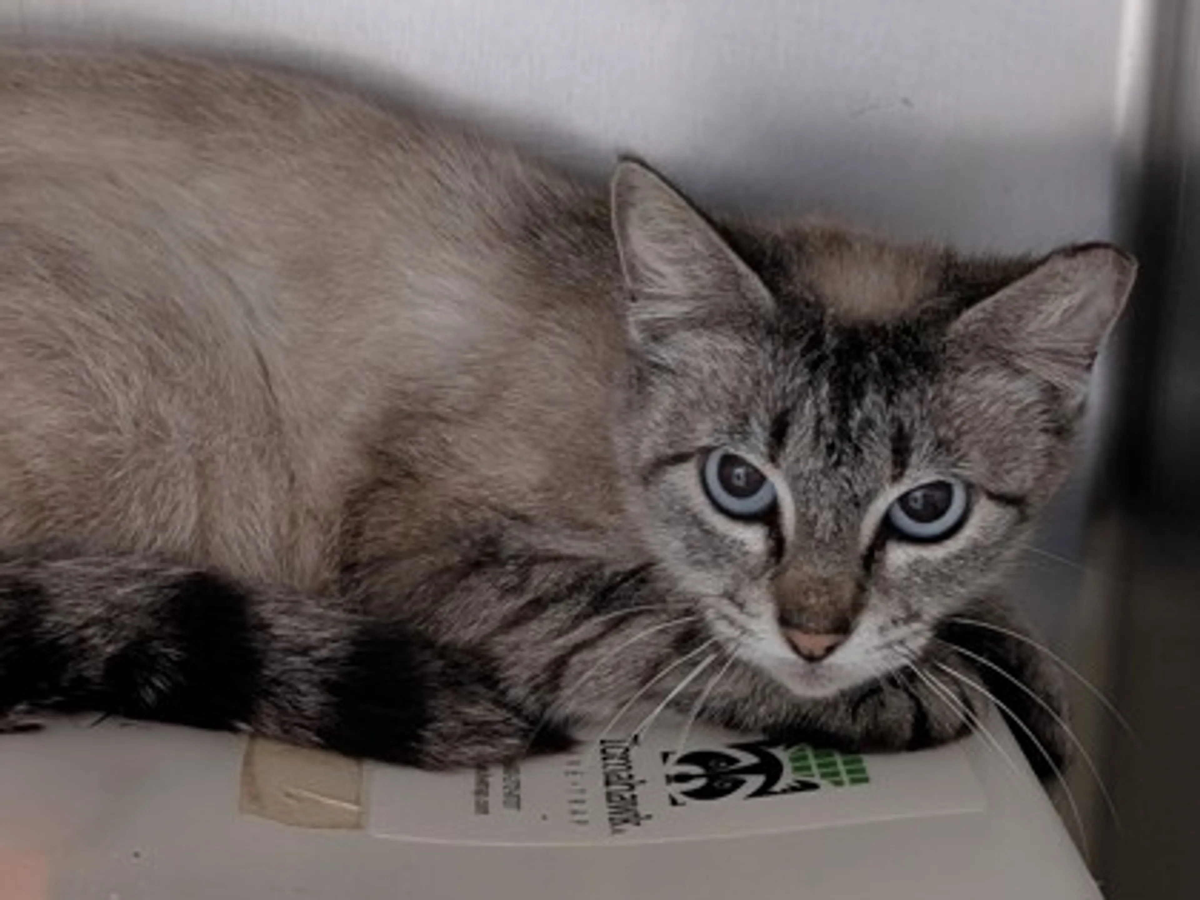 Found pet