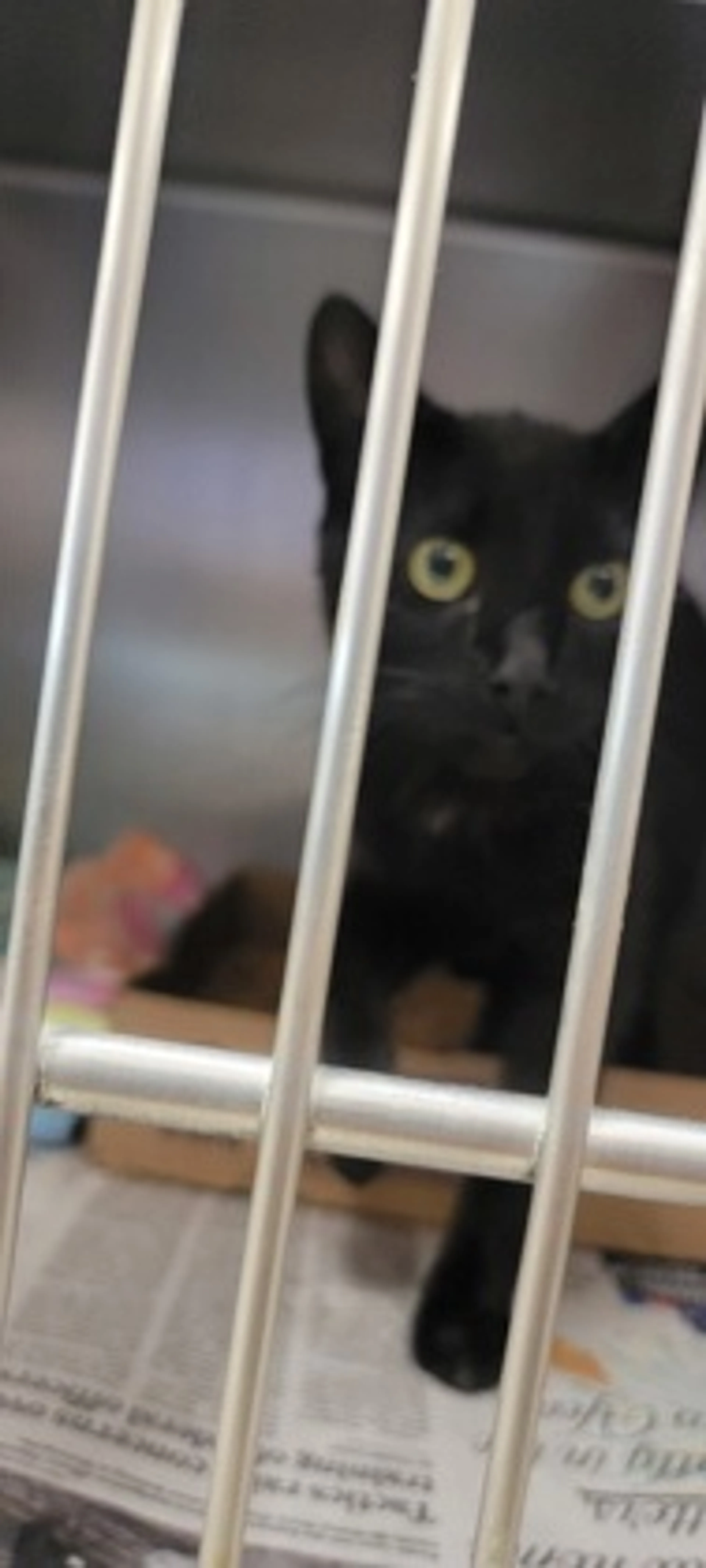 Found pet-1