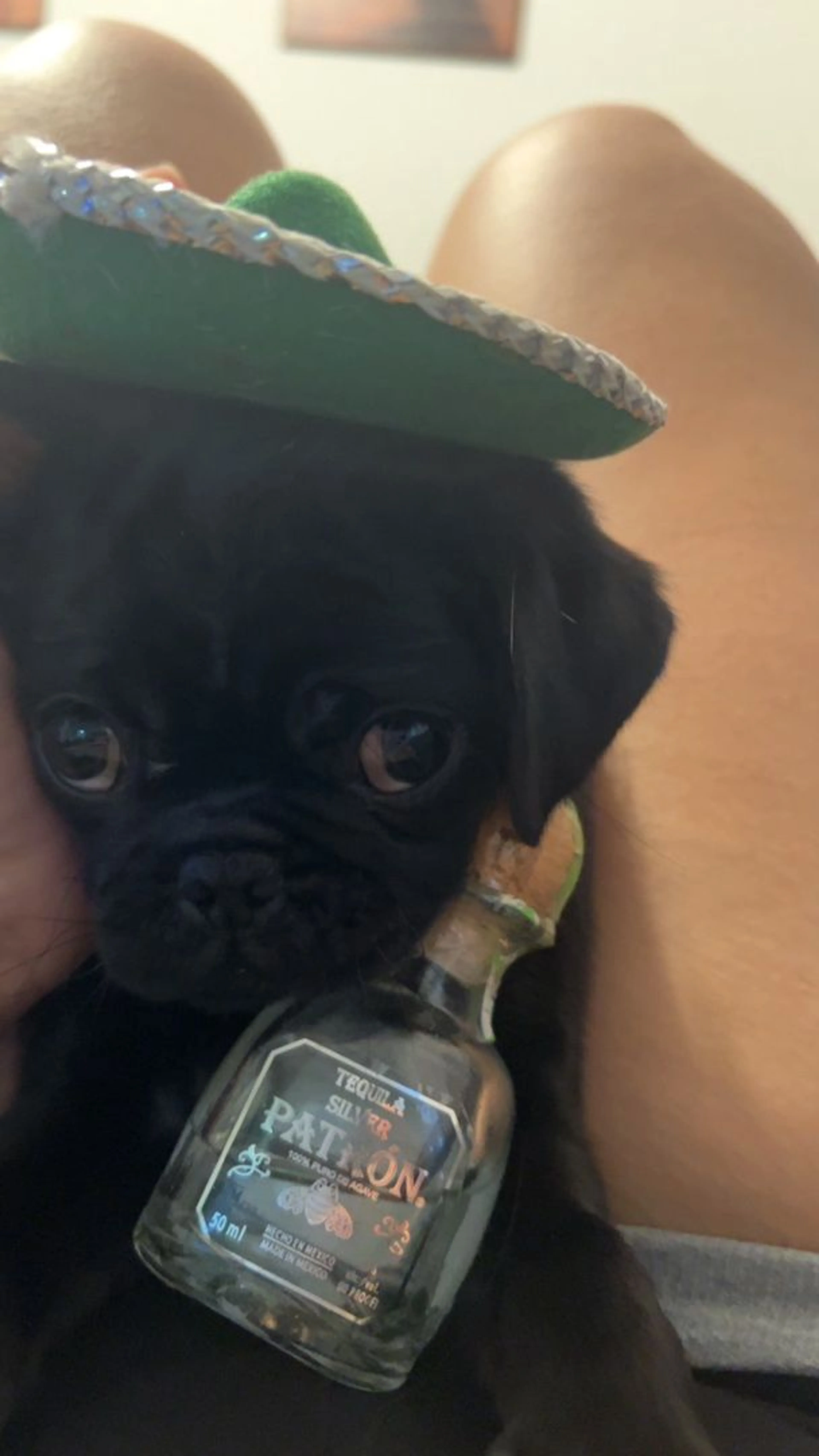 Lost pet