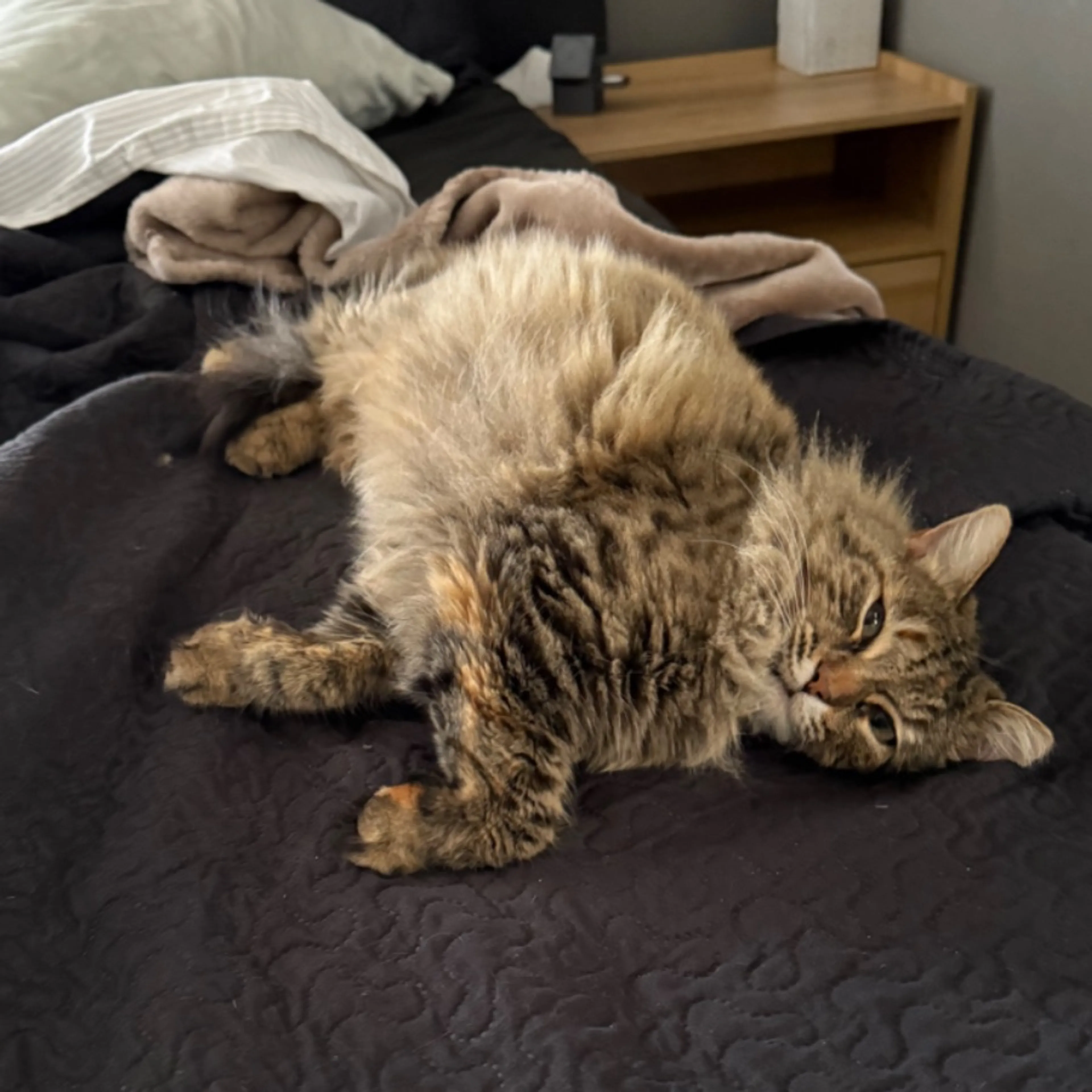 Lost pet