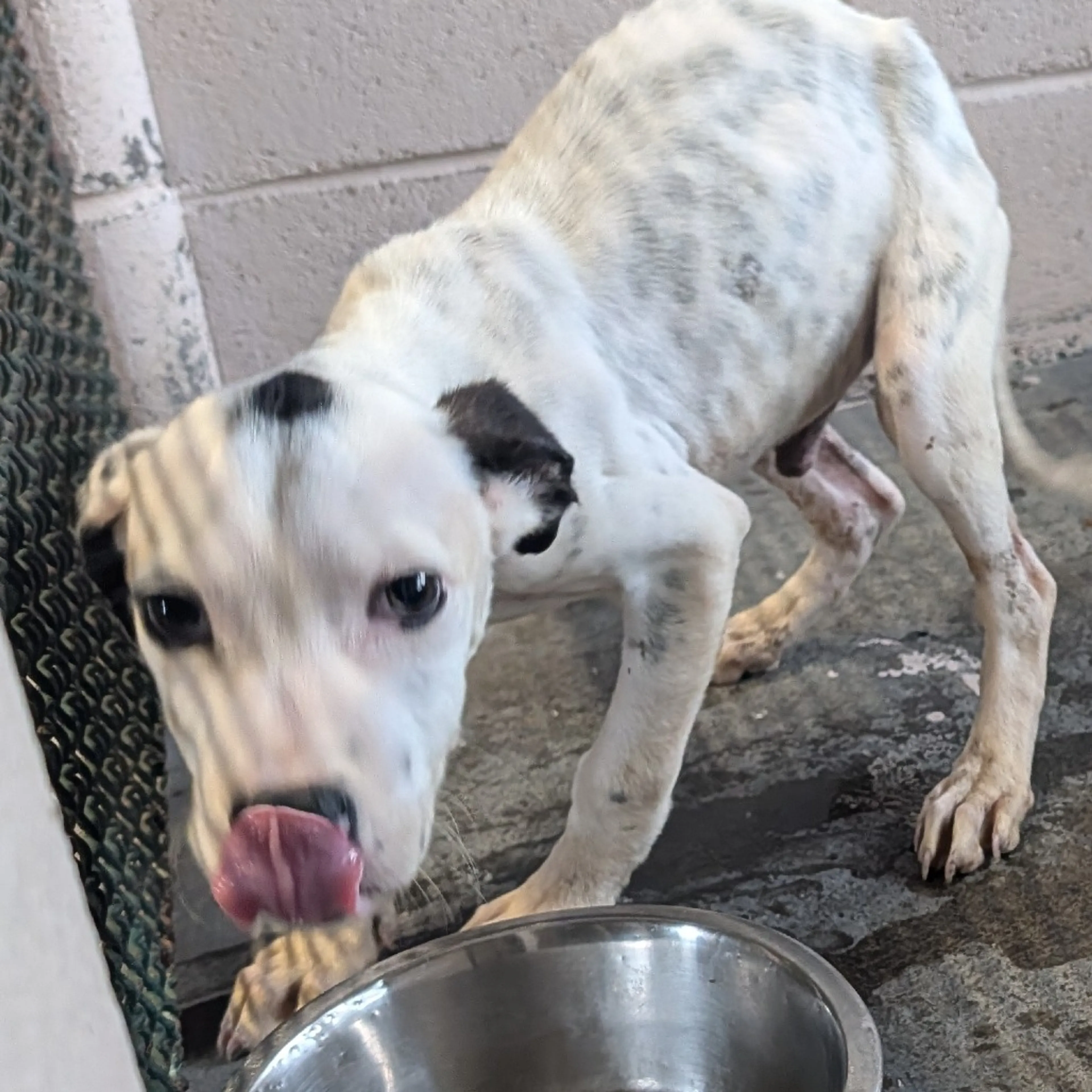 Found pet
