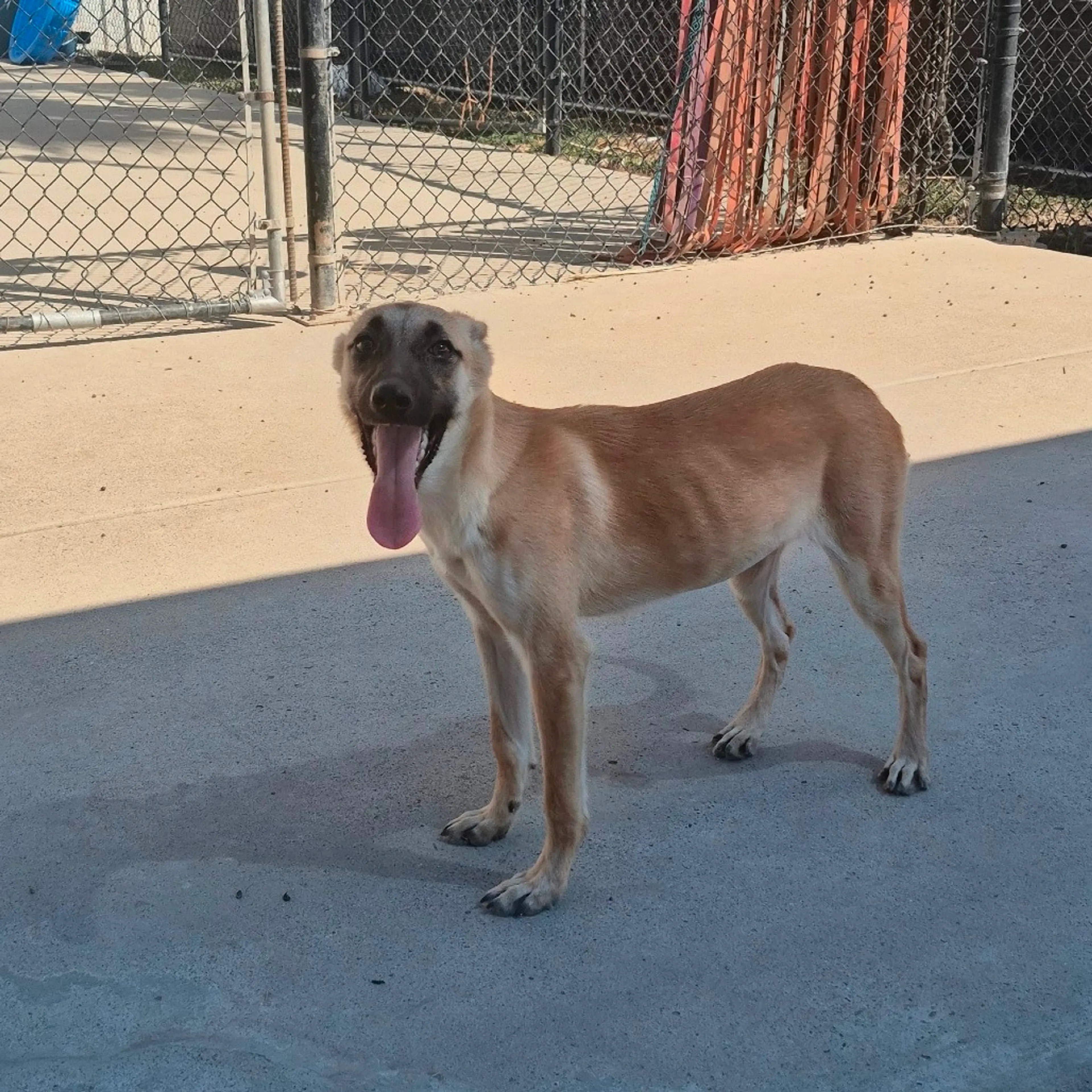 cdn image