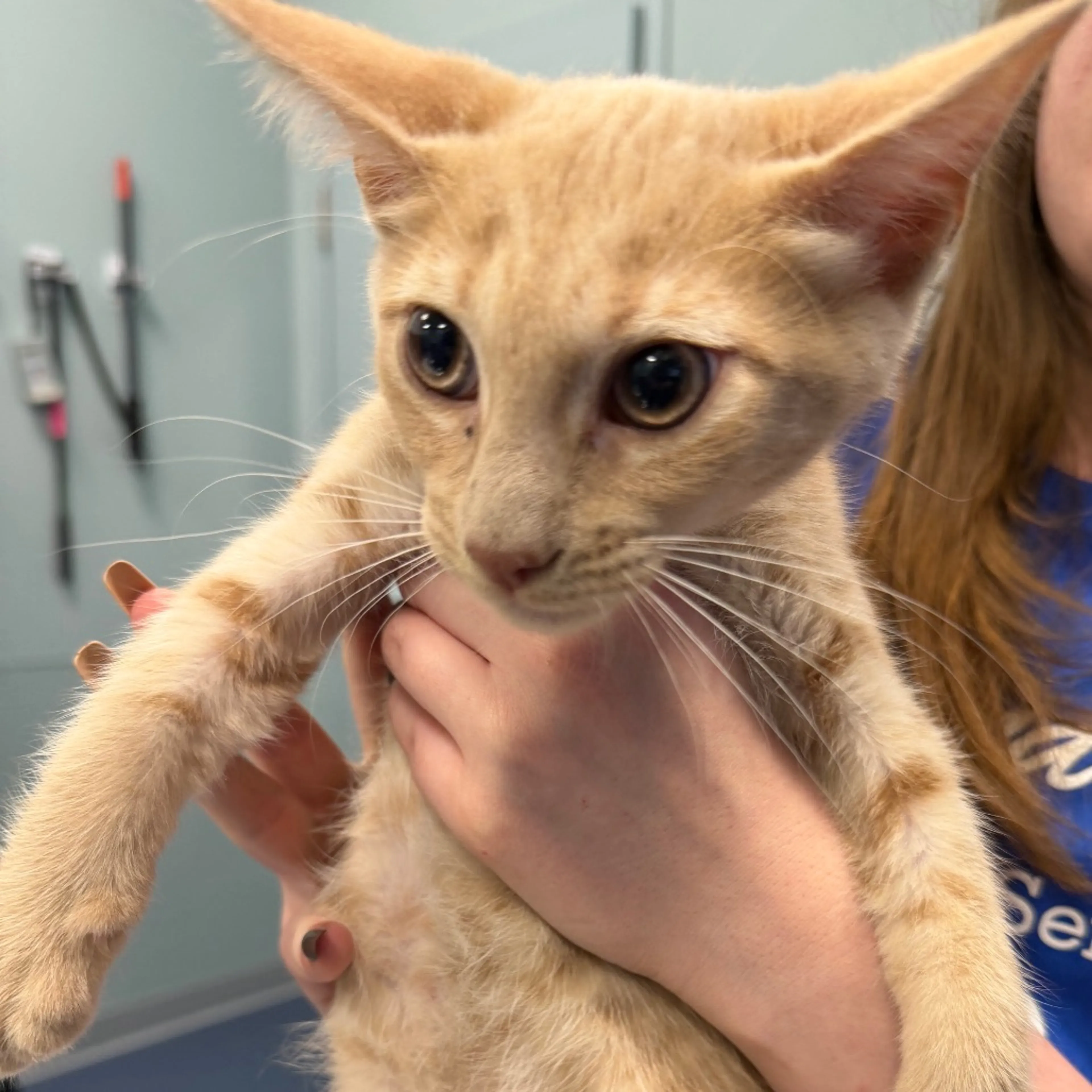 Found pet