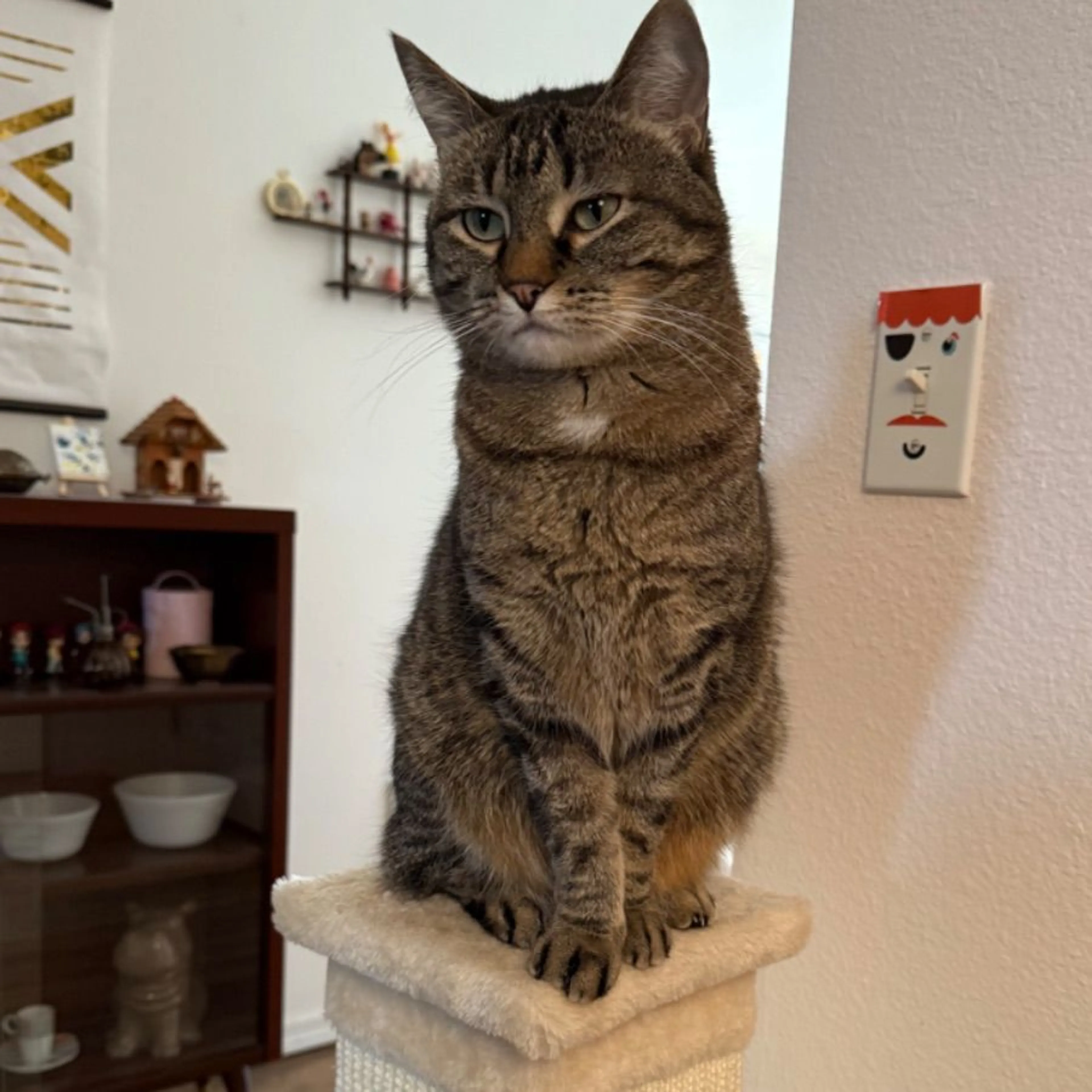Lost pet
