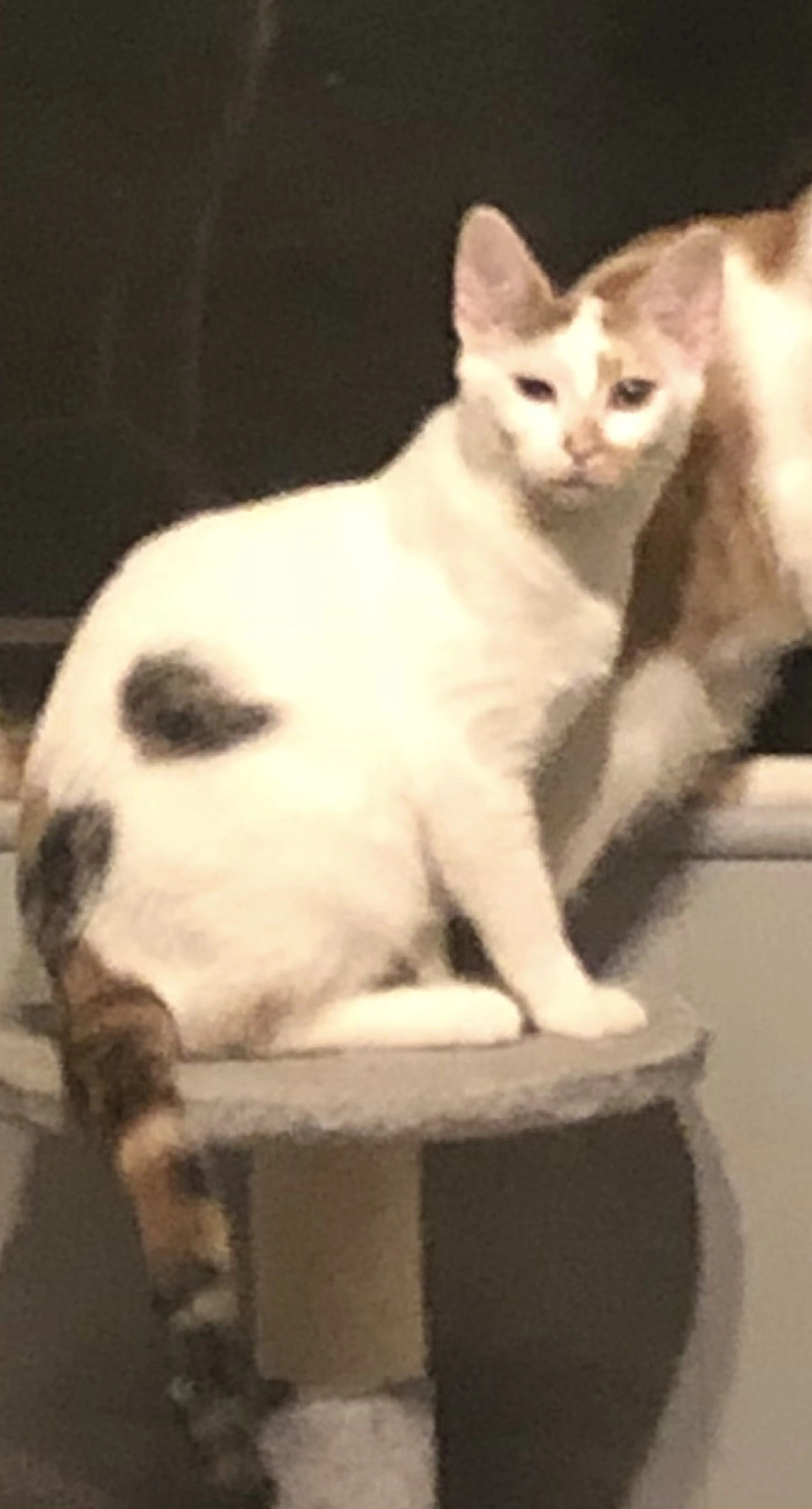 Lost pet