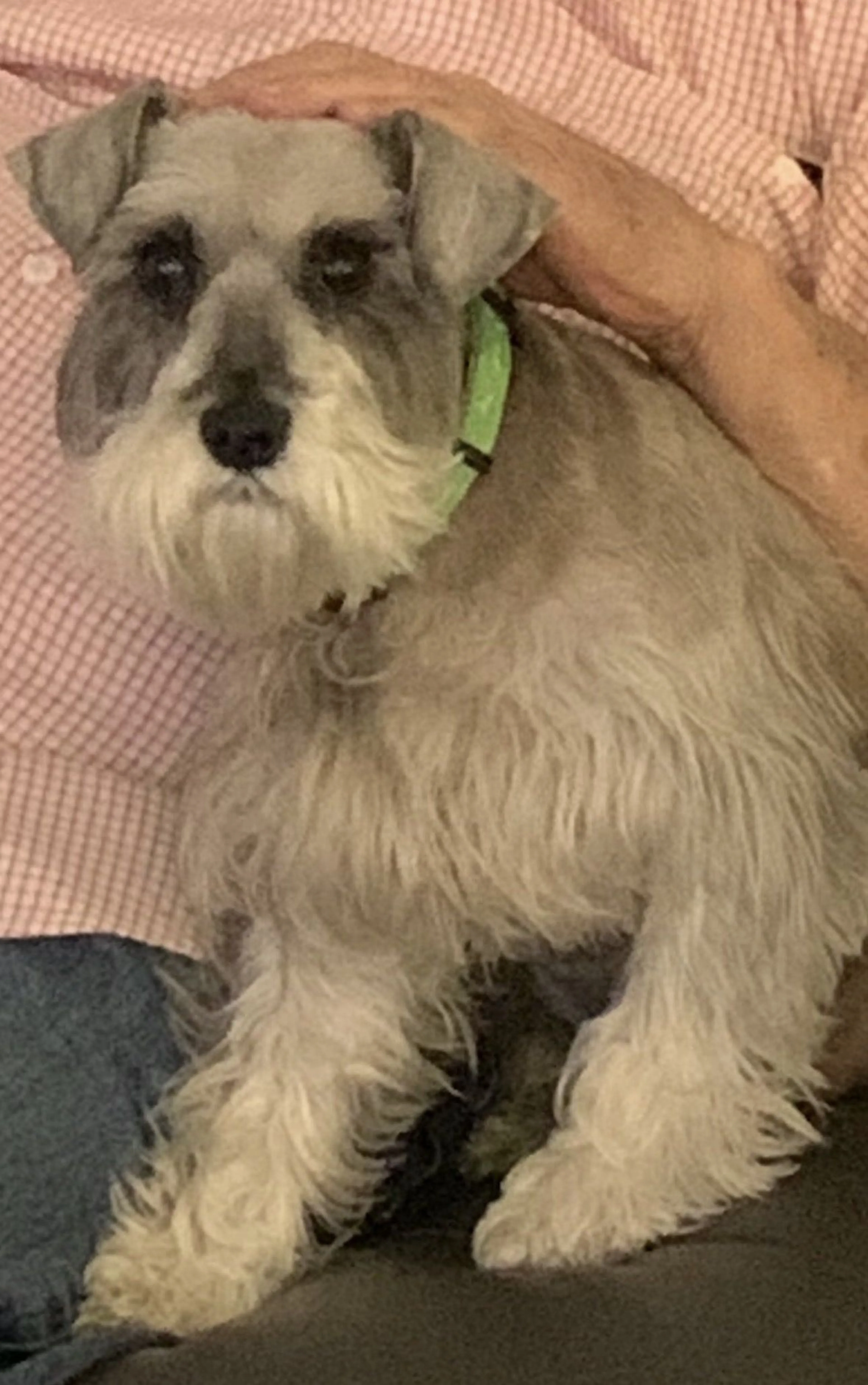 Lost pet