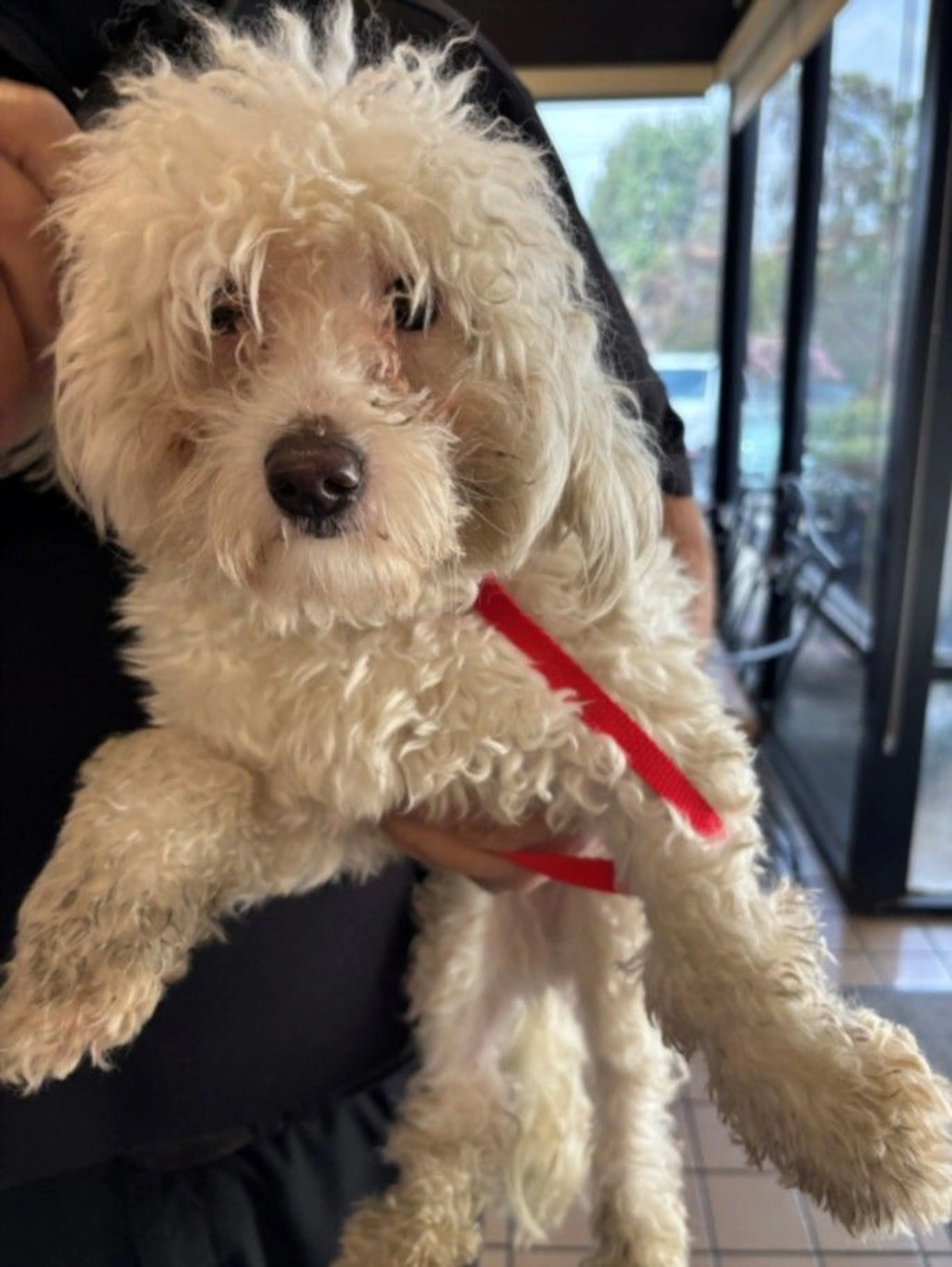 Found pet