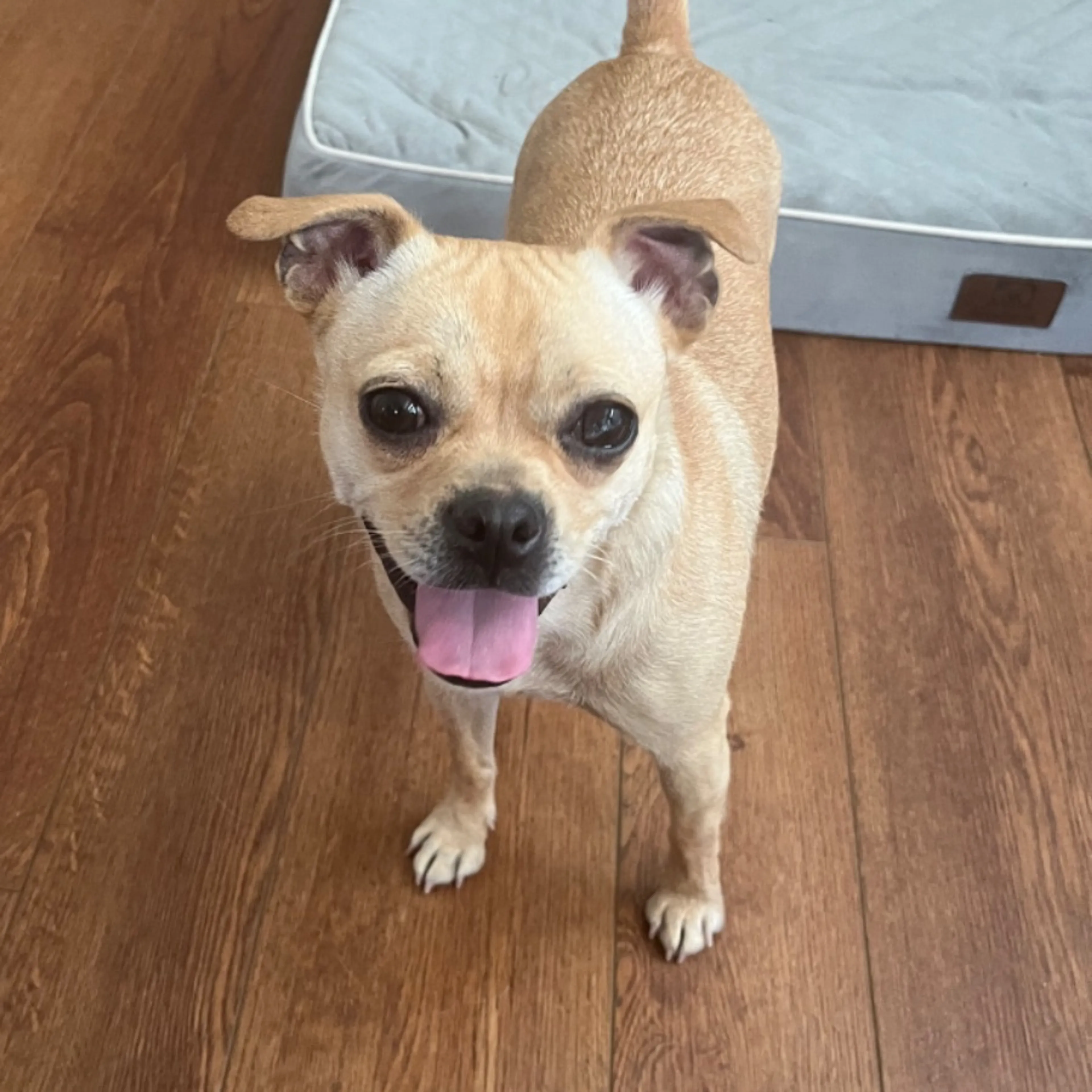 Found pet