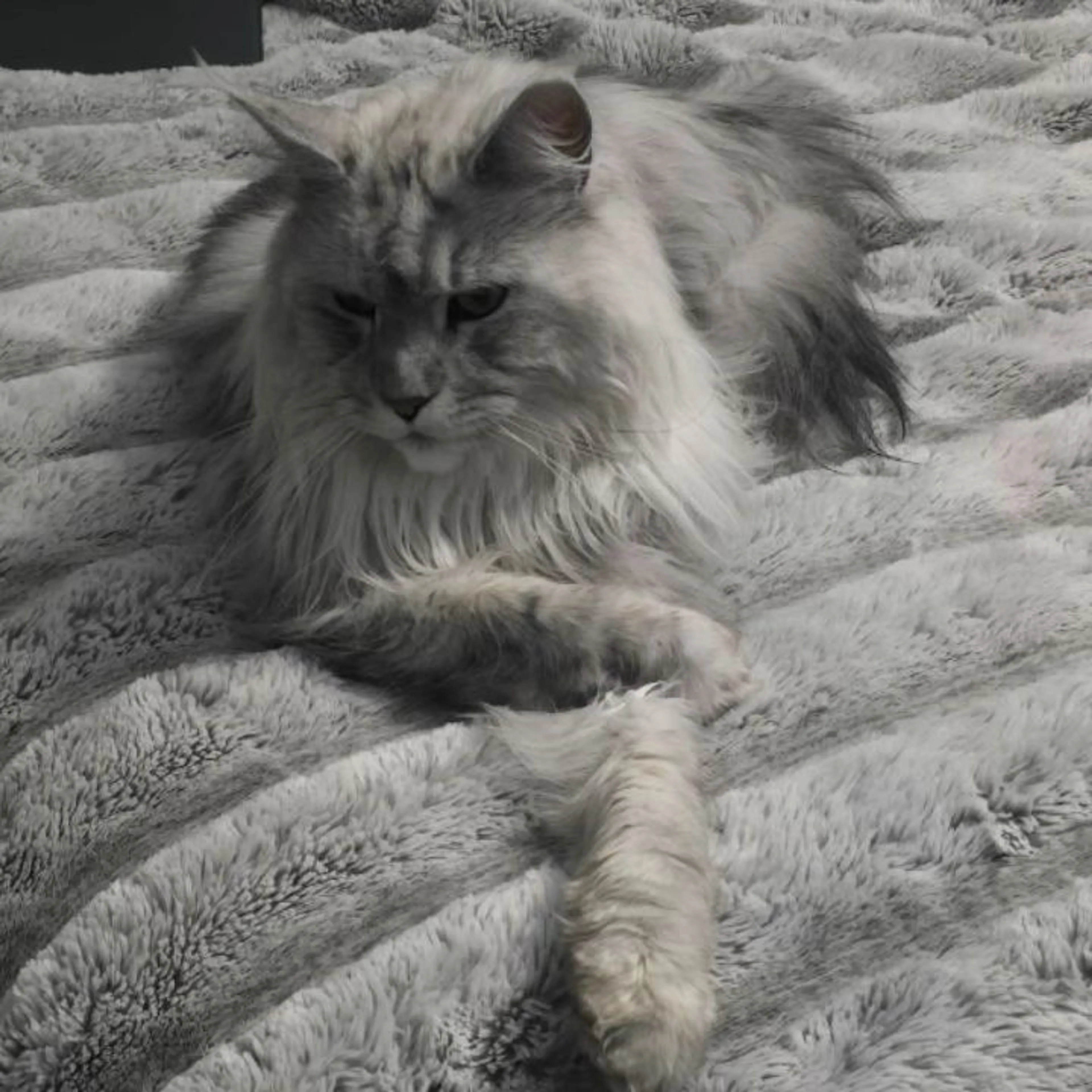 Lost pet
