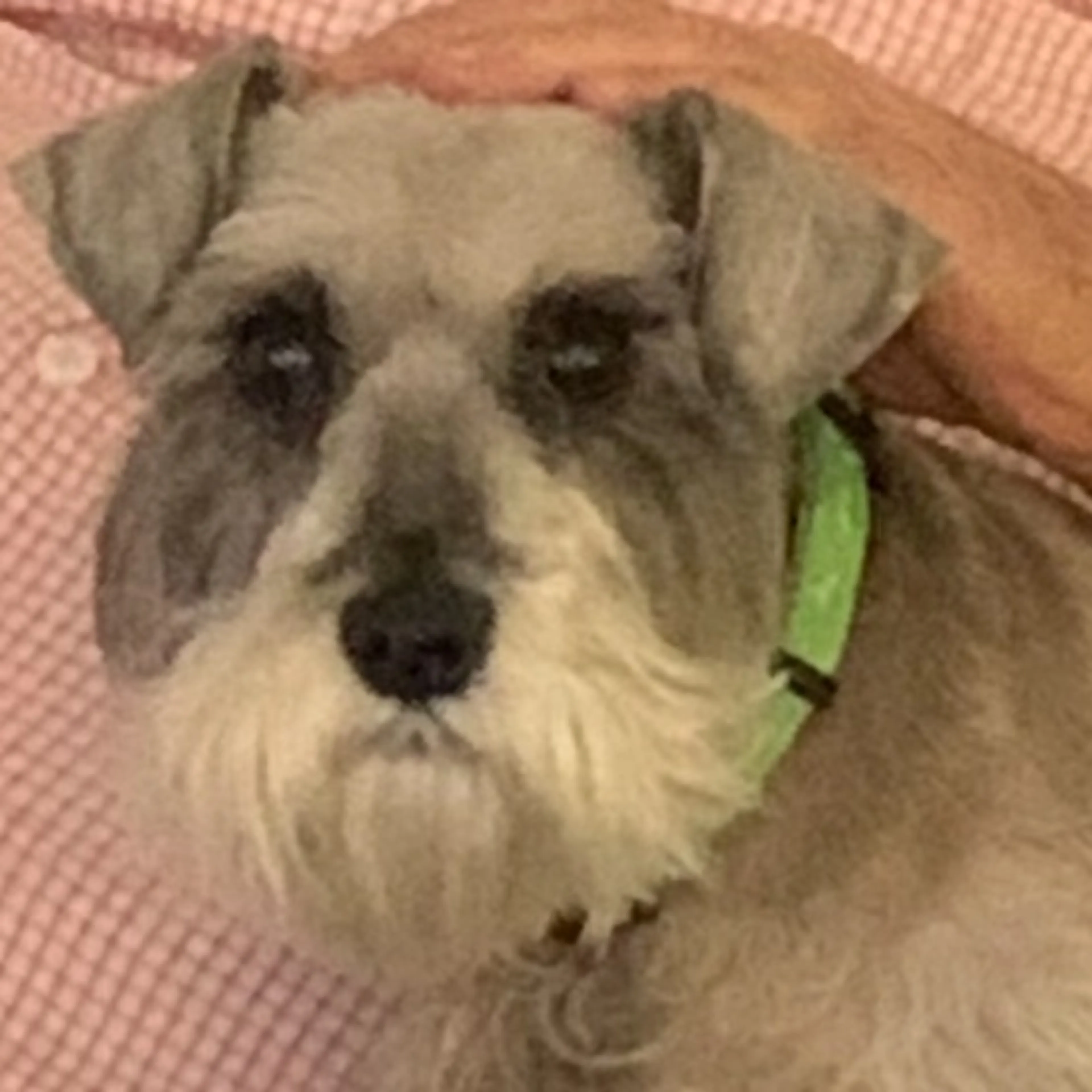 Lost pet