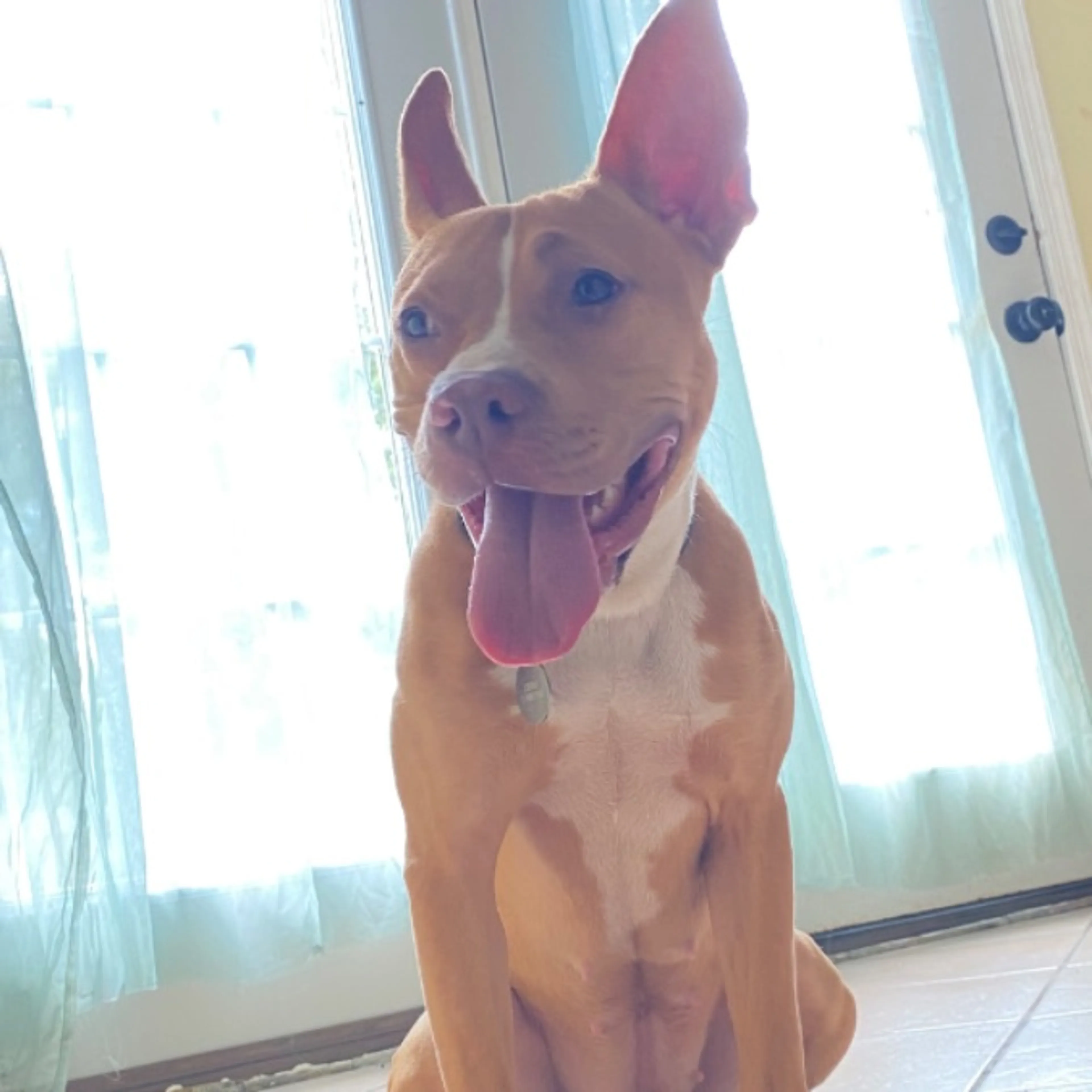 Lost pet