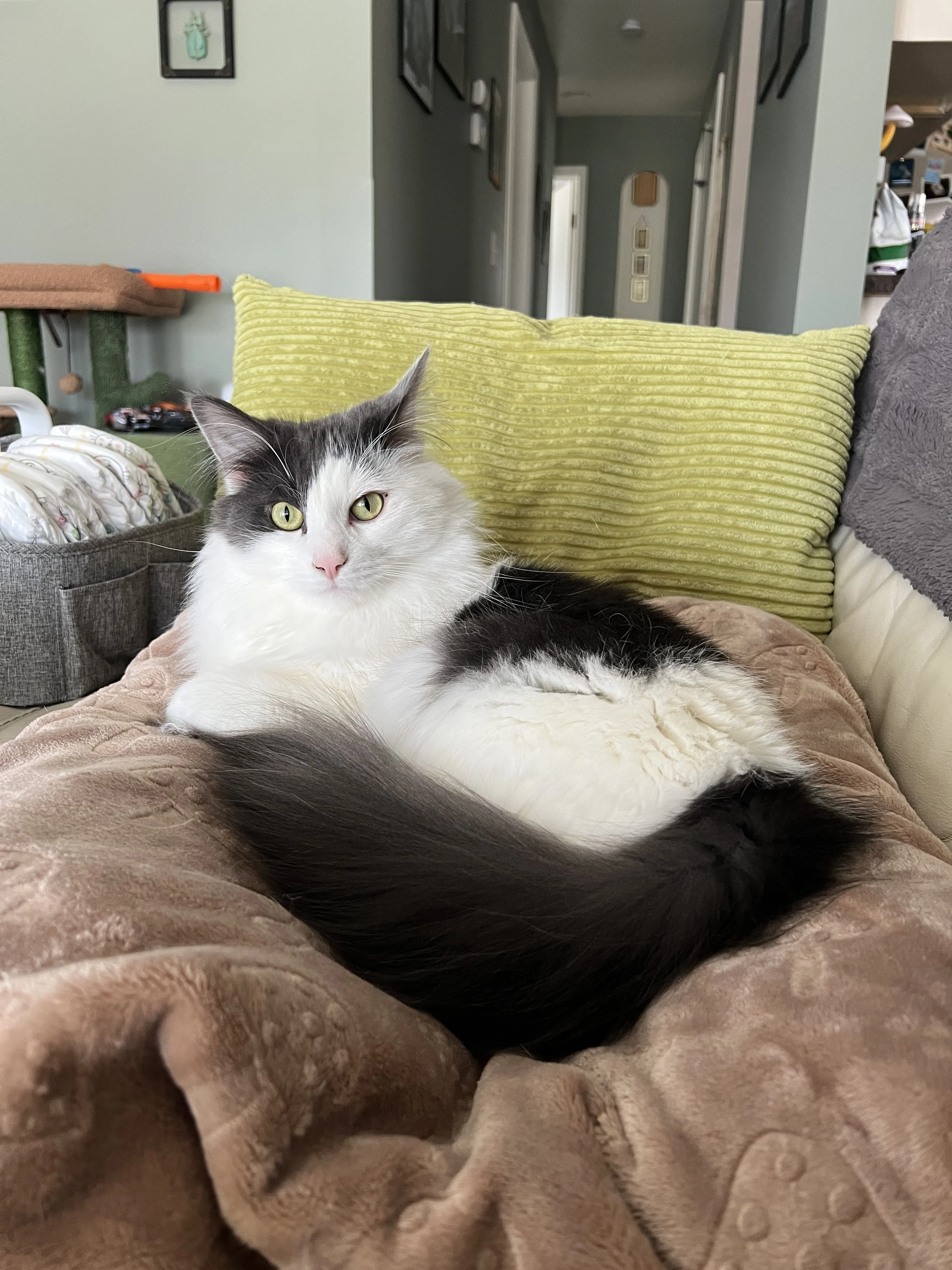 Lost pet