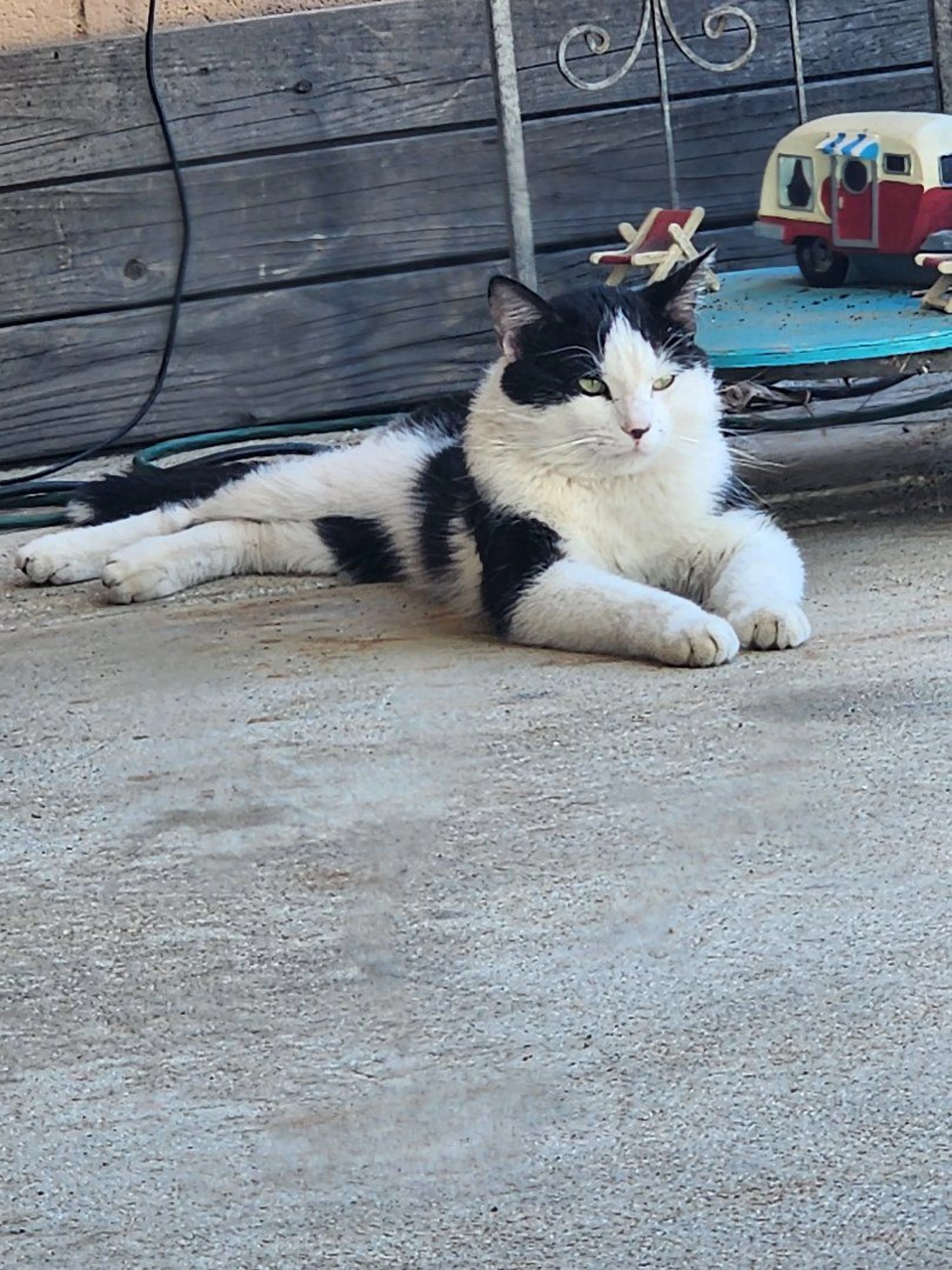 Lost pet
