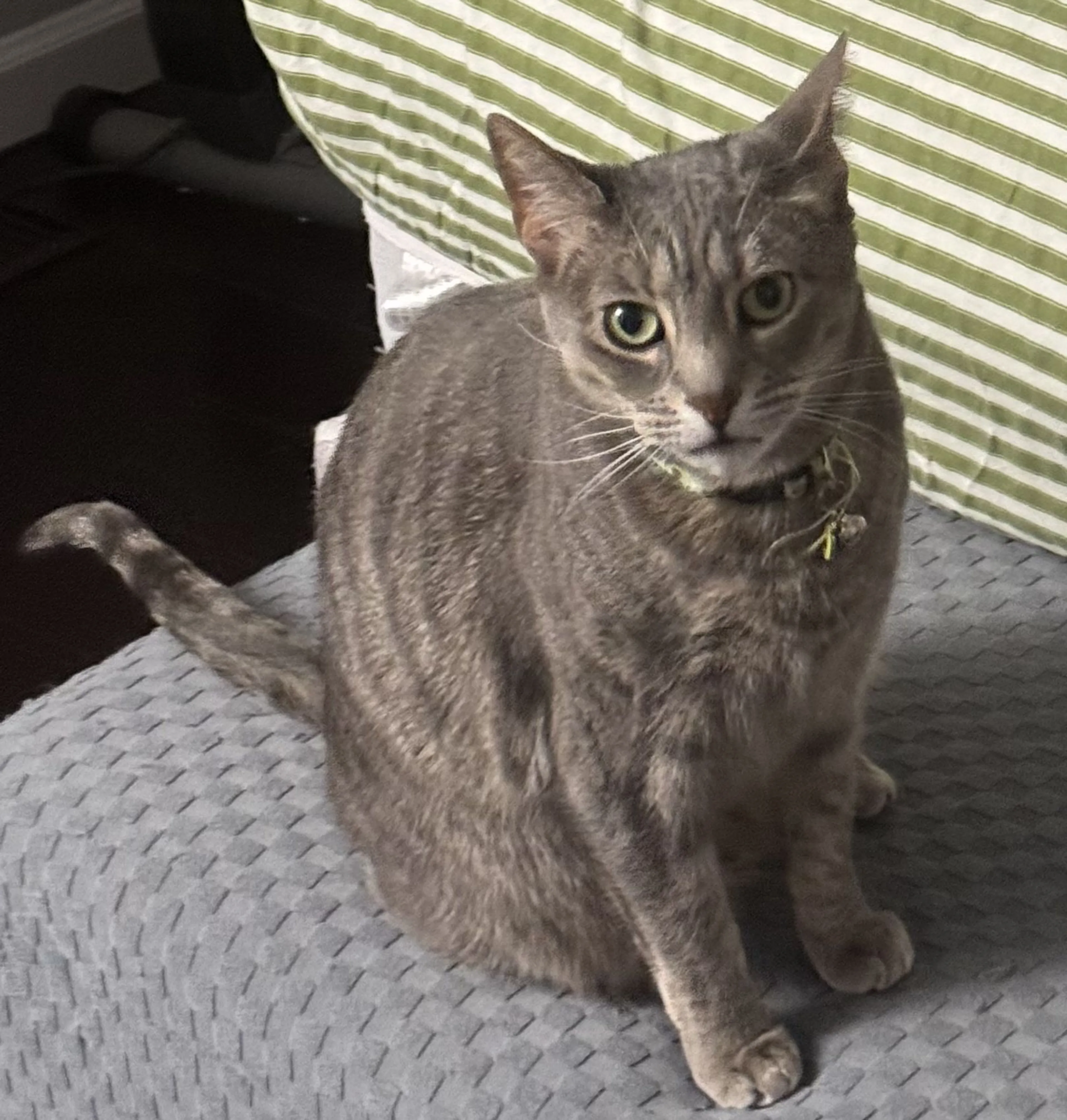 Lost pet-1
