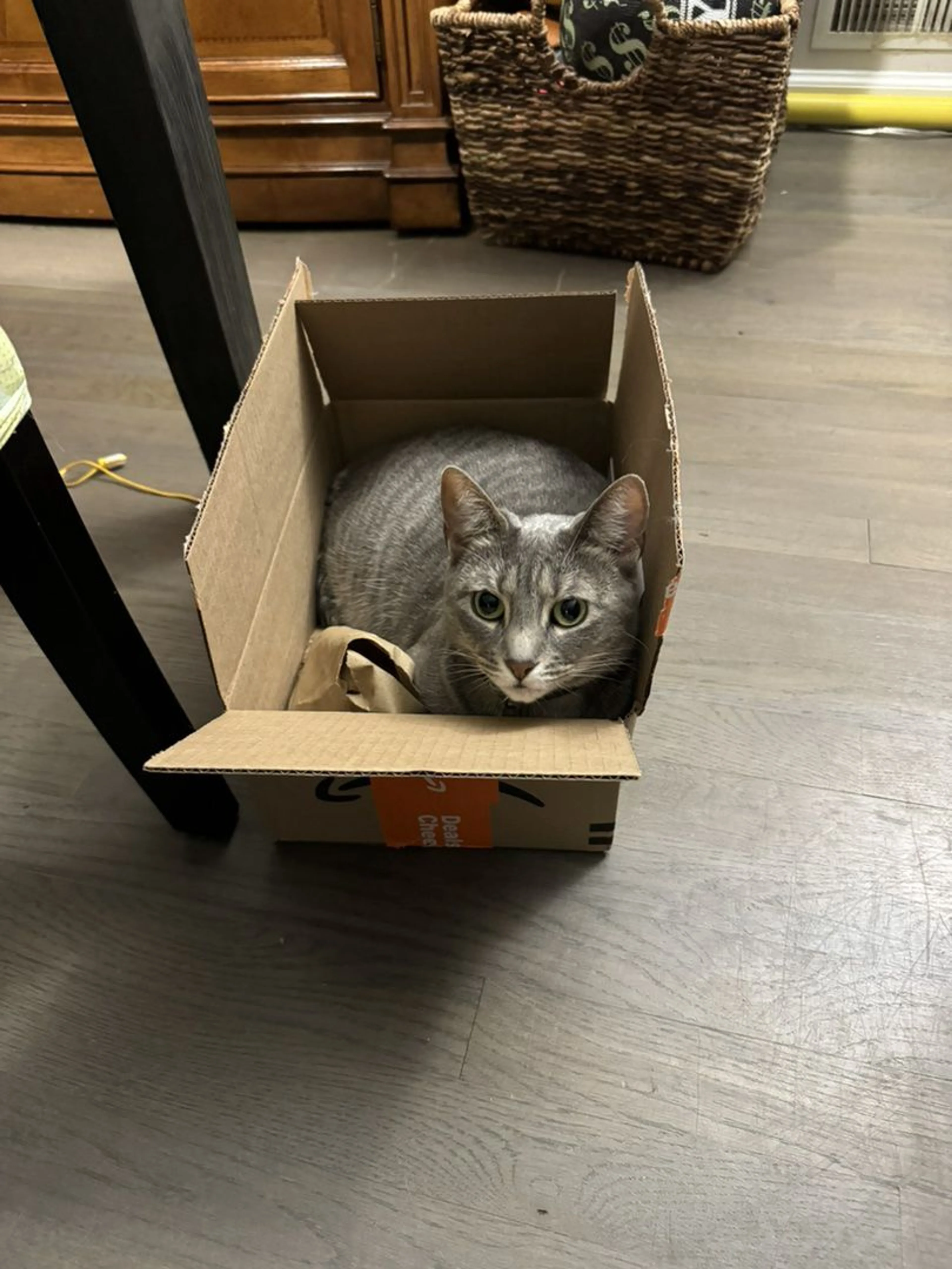 Lost pet-0