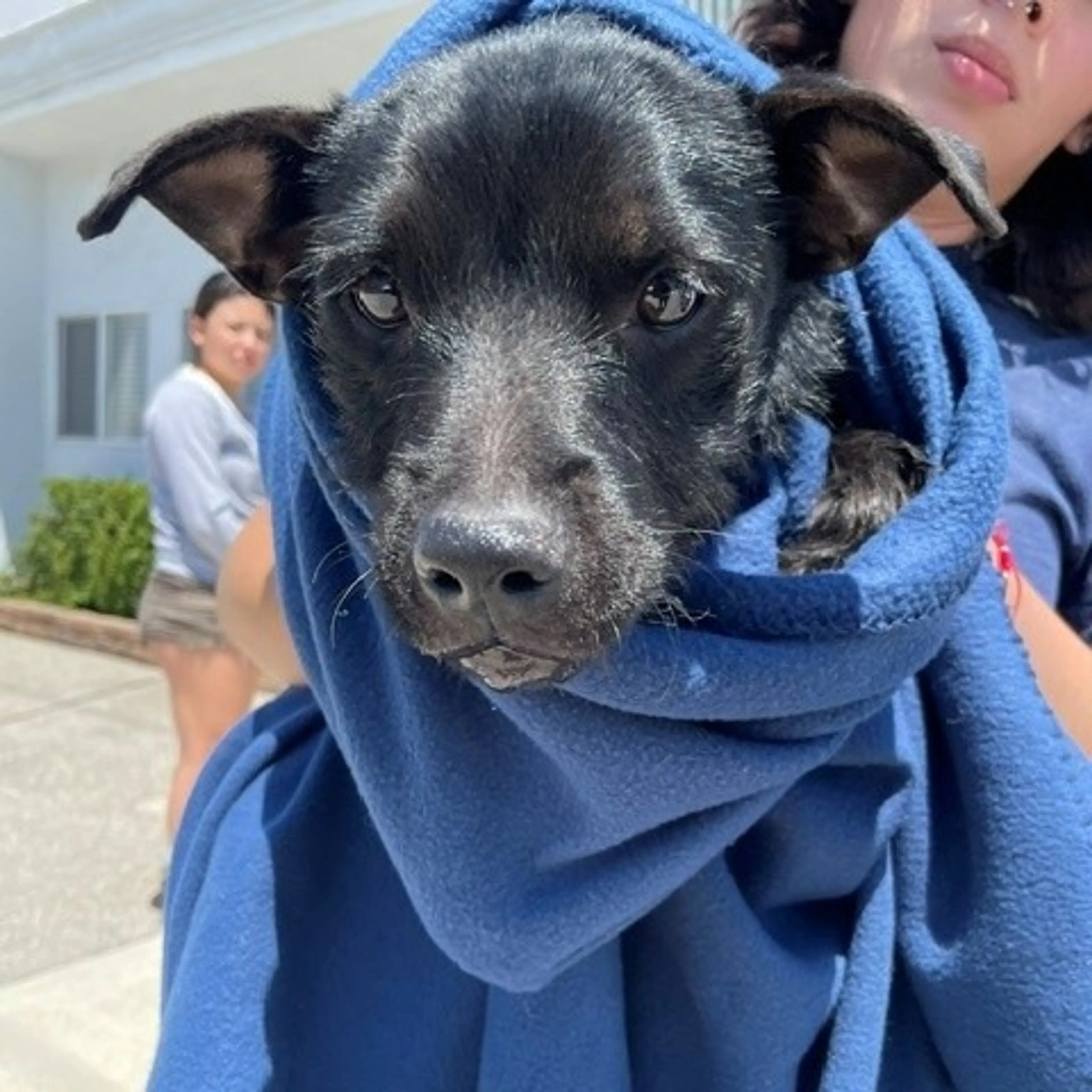 Found pet