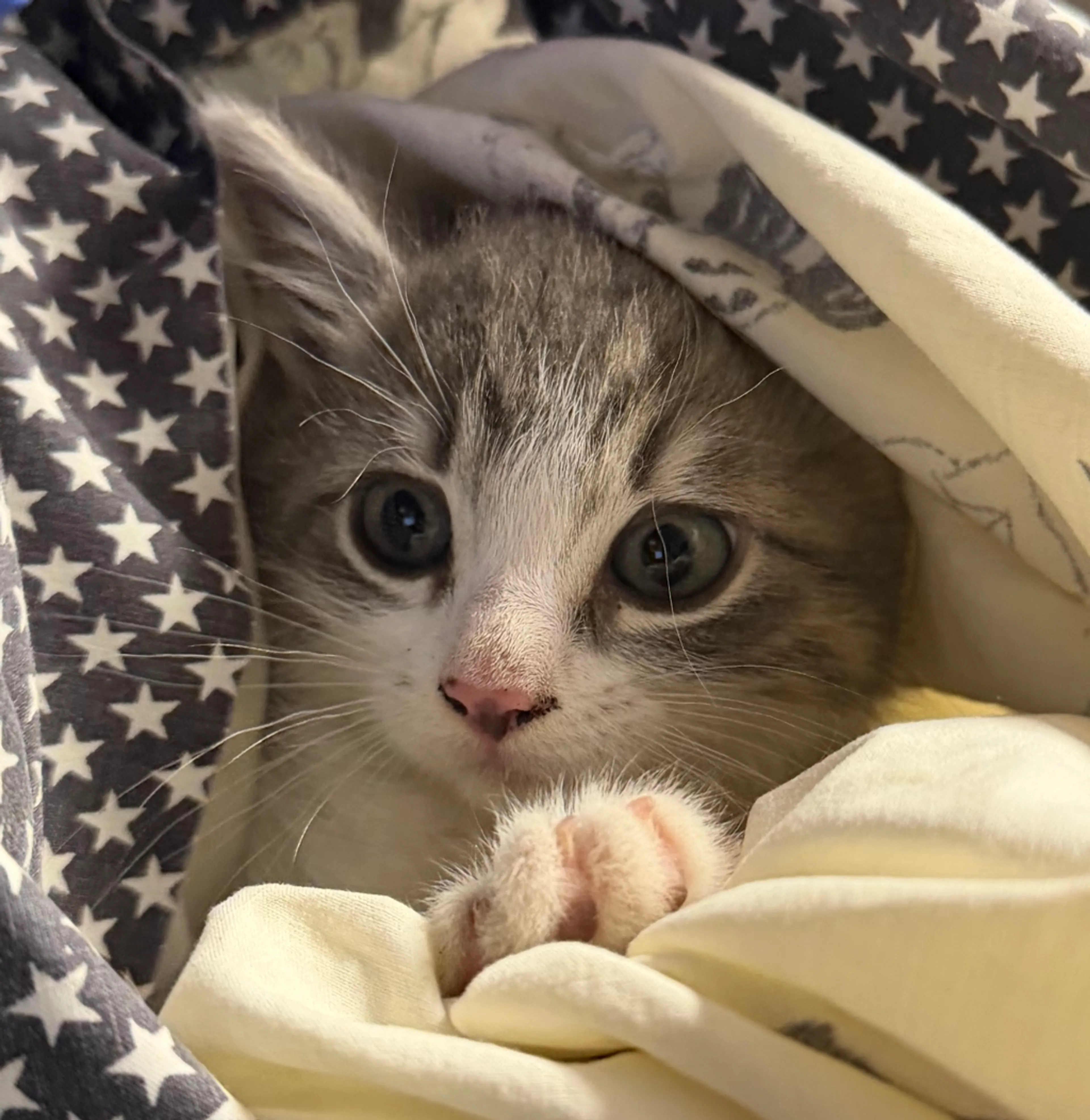Found pet