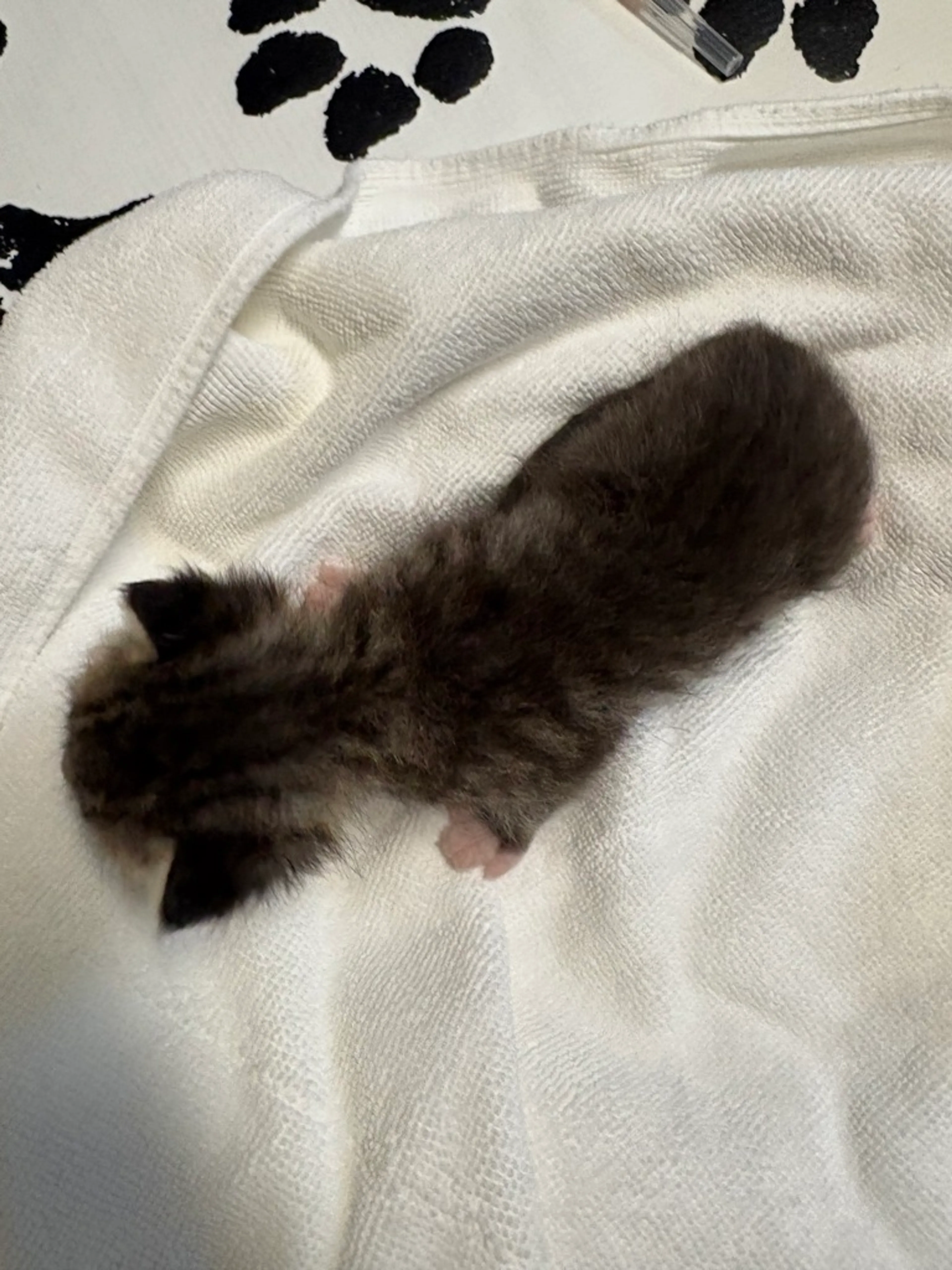Found pet-1