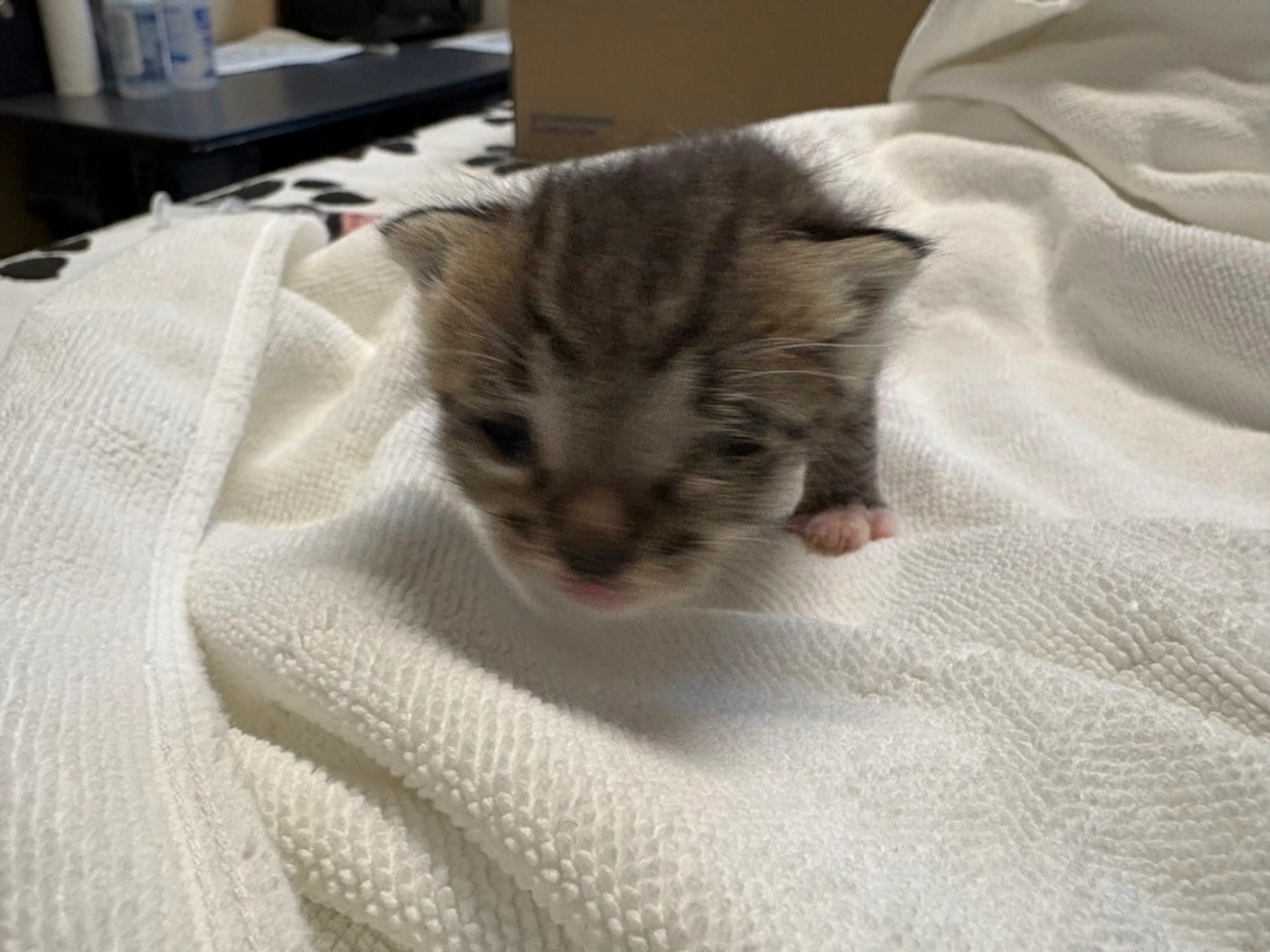 Found pet-0