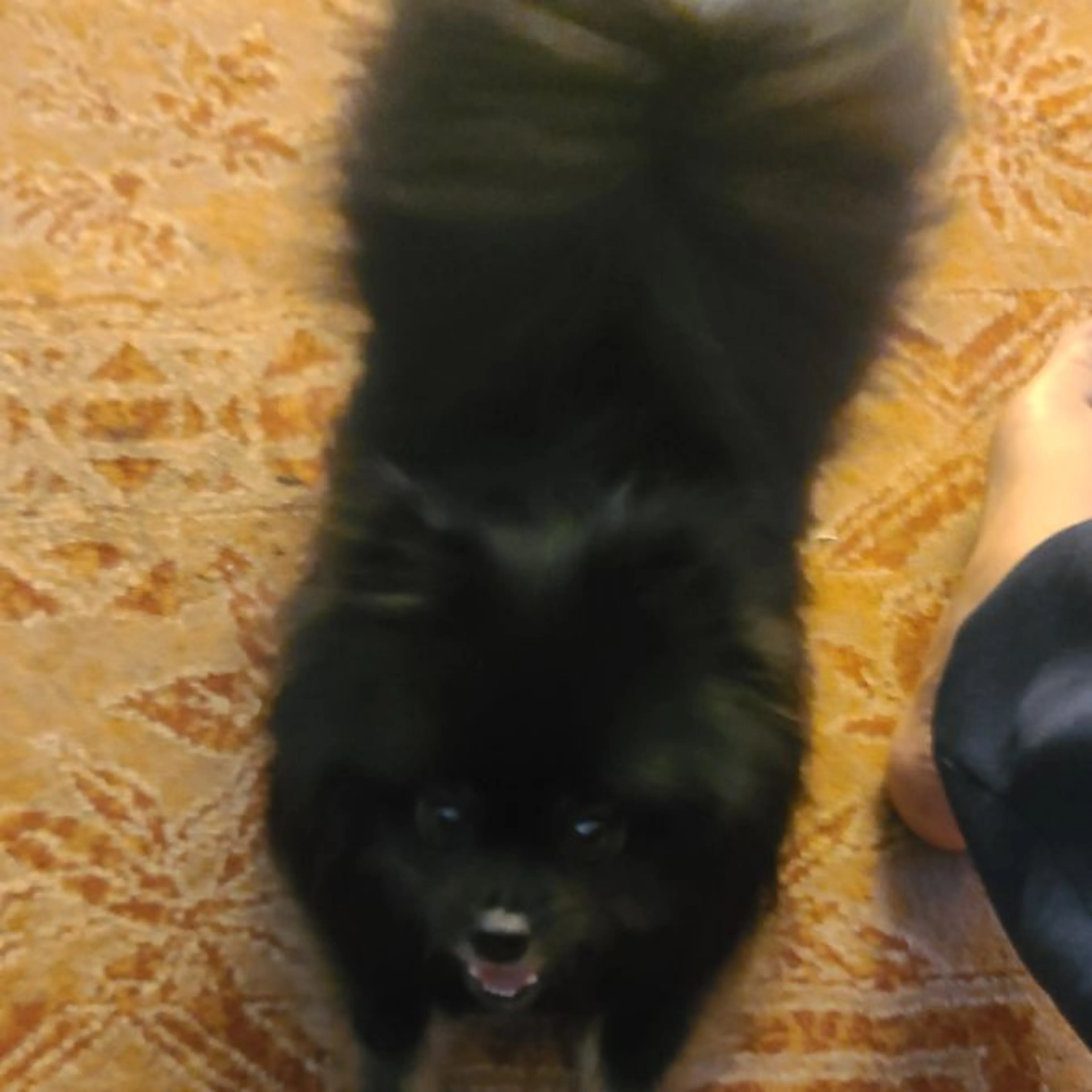 Found pet