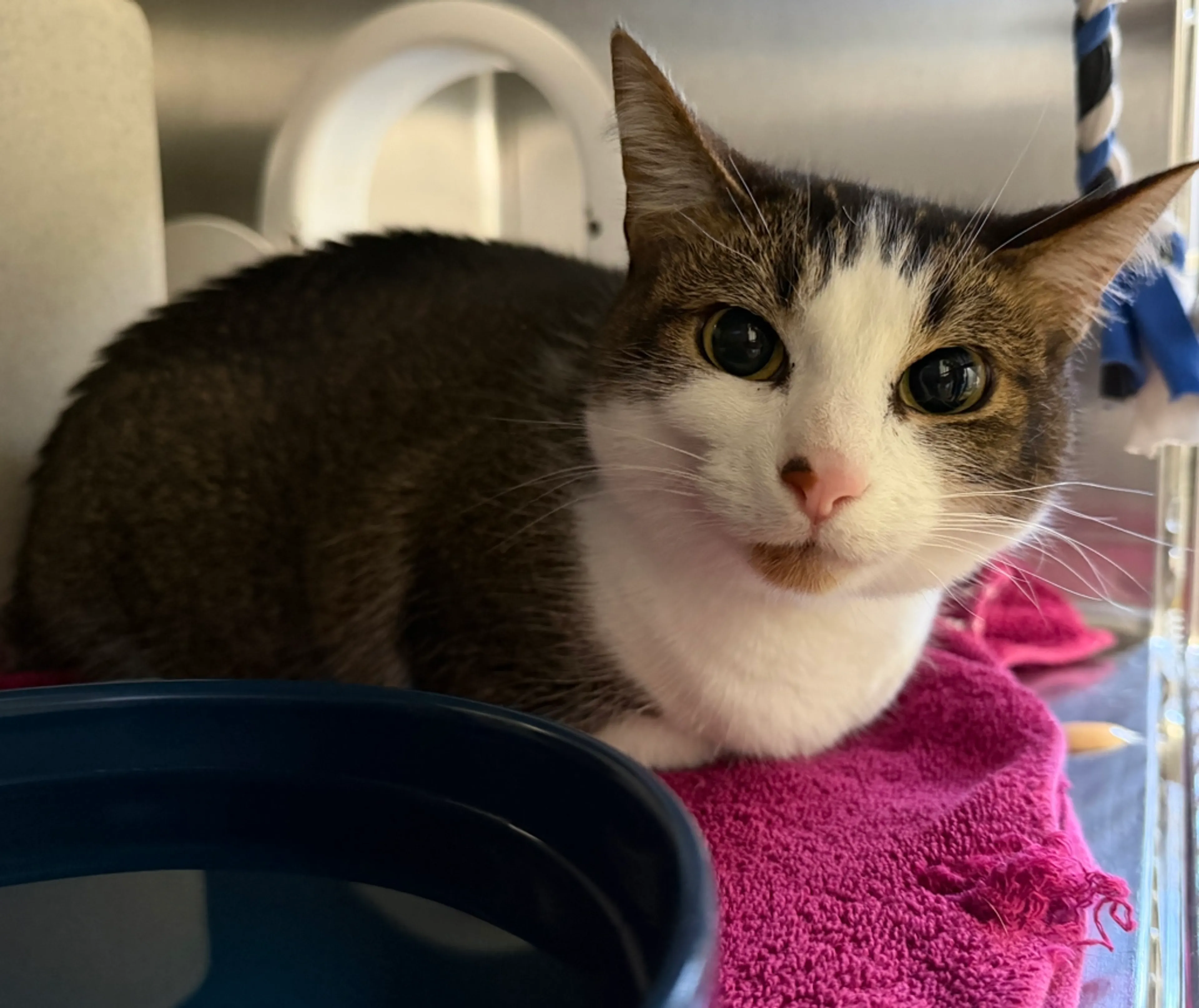 Found pet