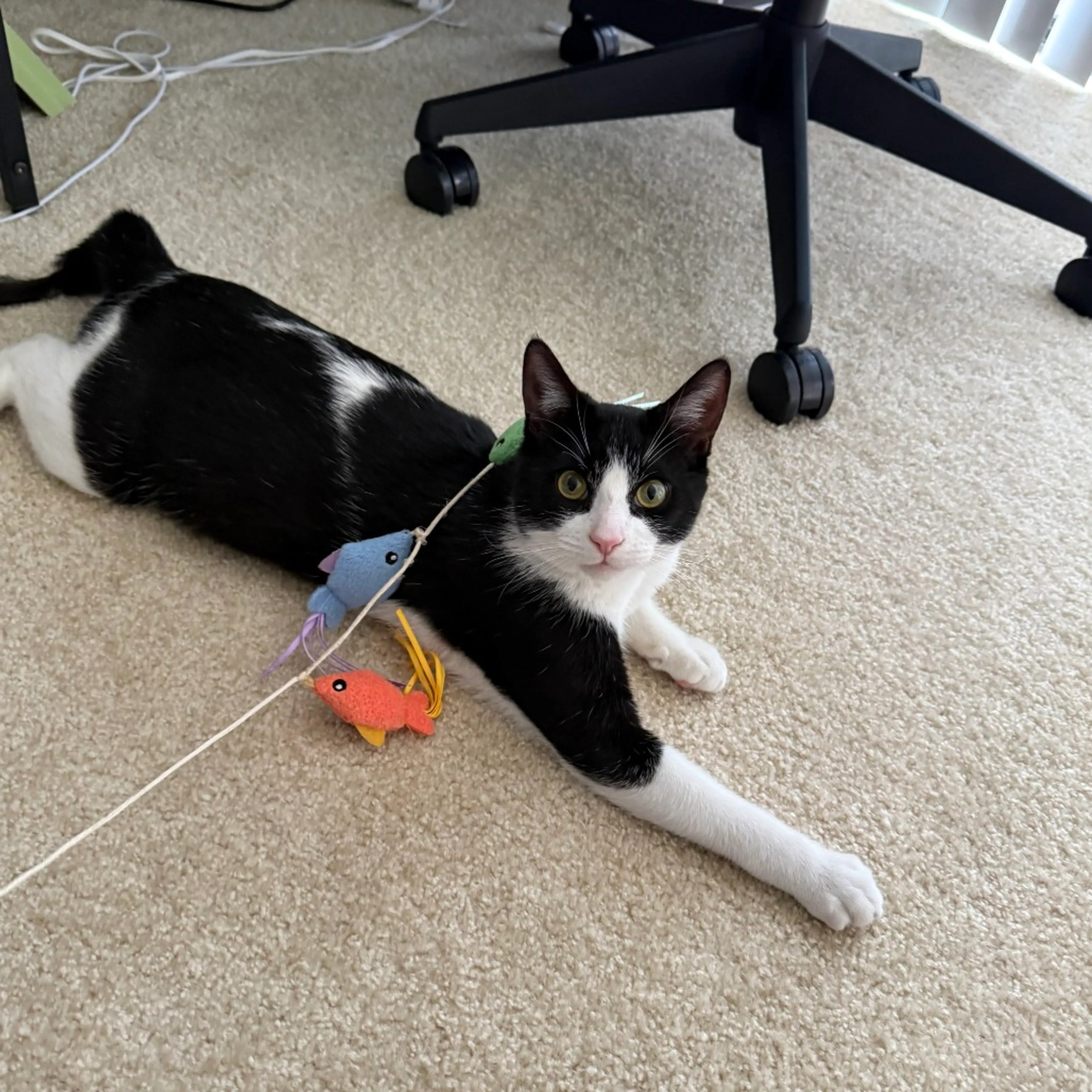 Found pet-0