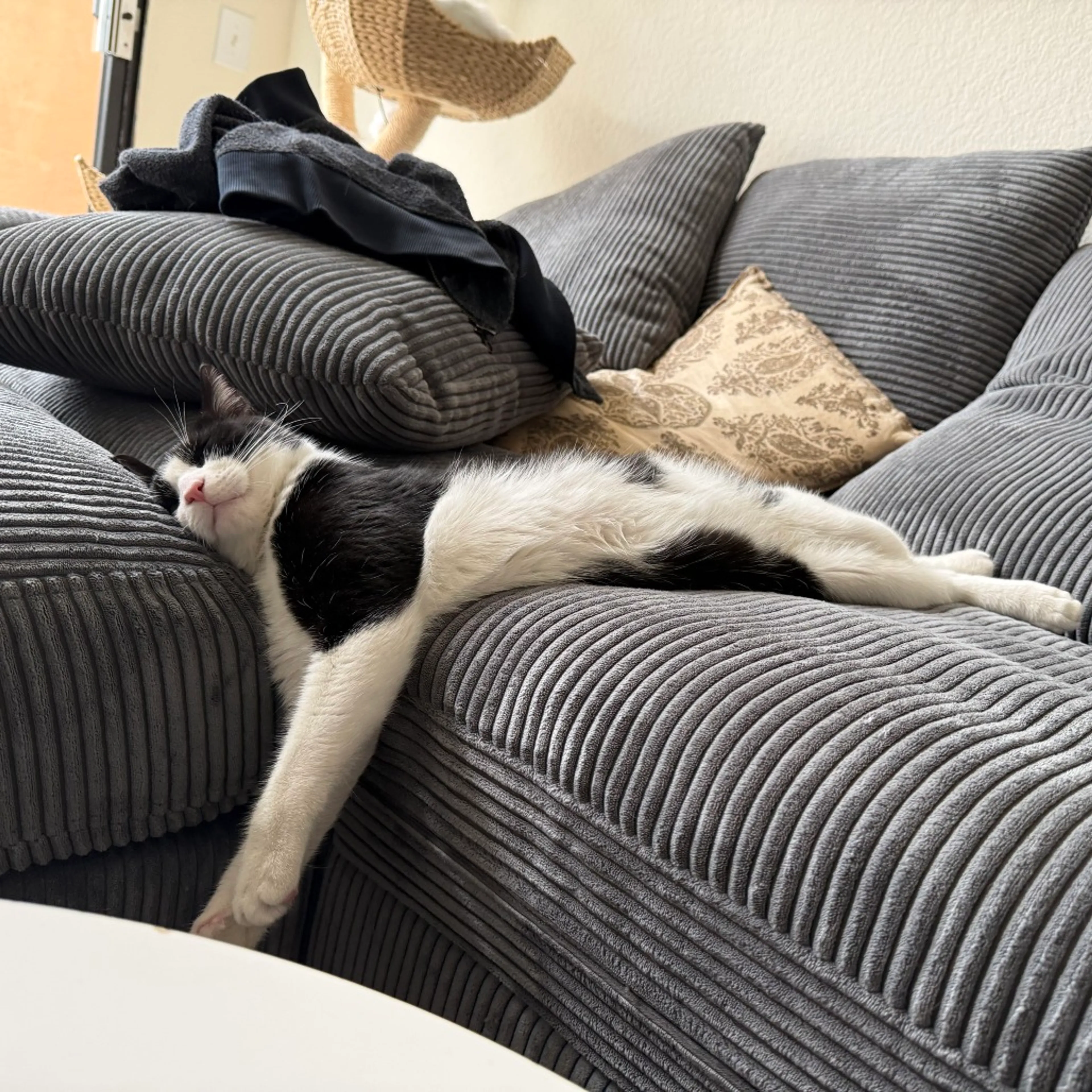 Found pet-5