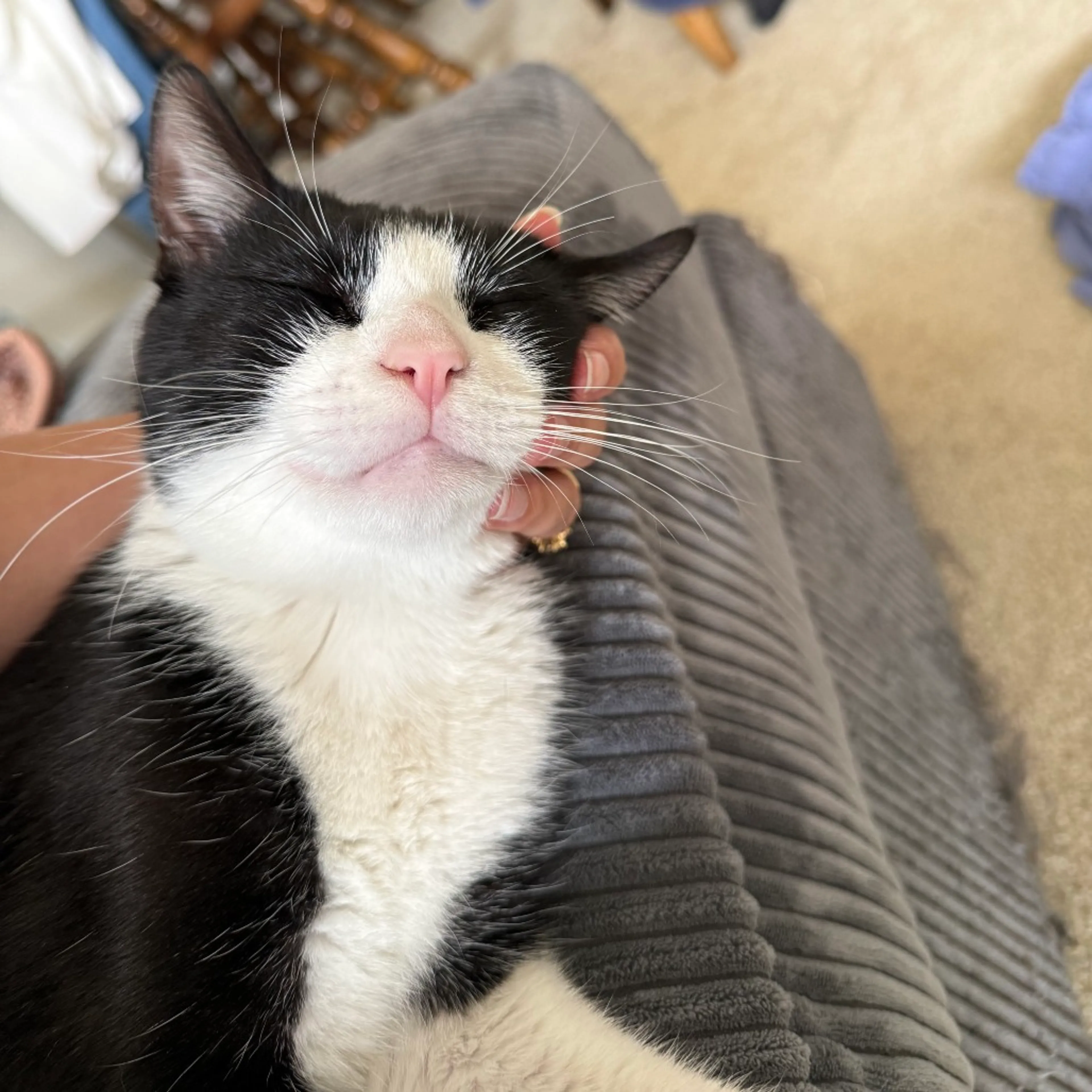 Found pet-6