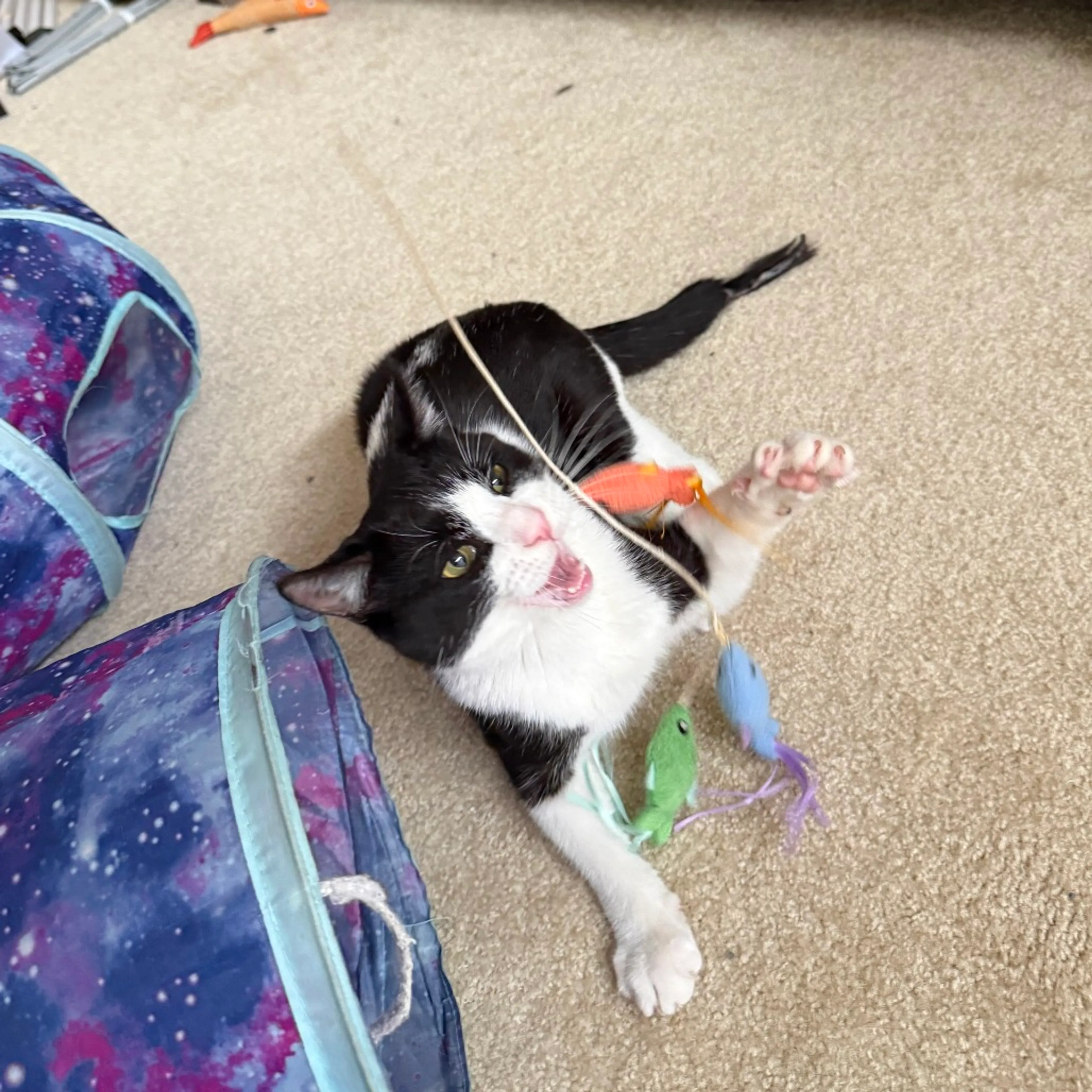 Found pet-4