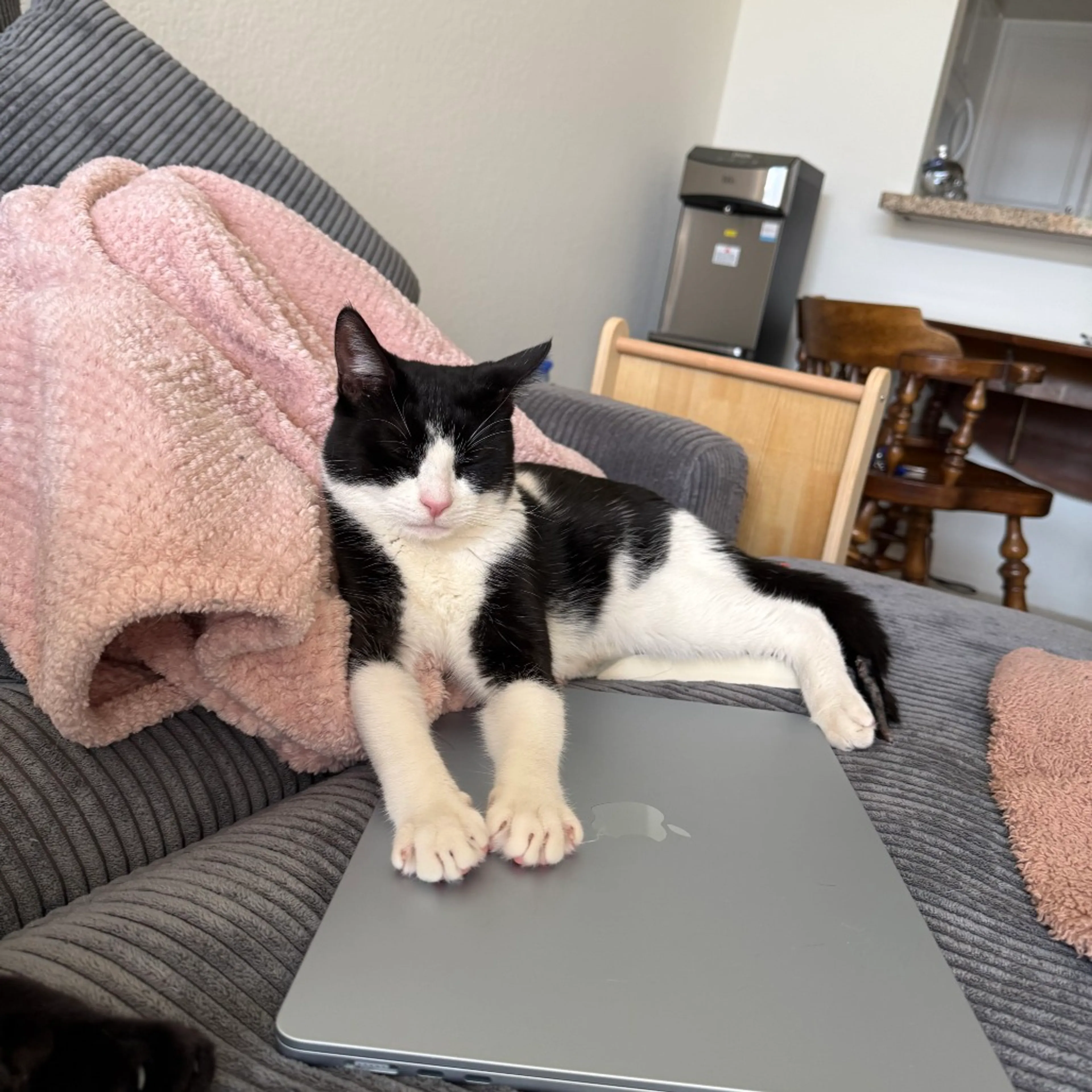 Found pet-3