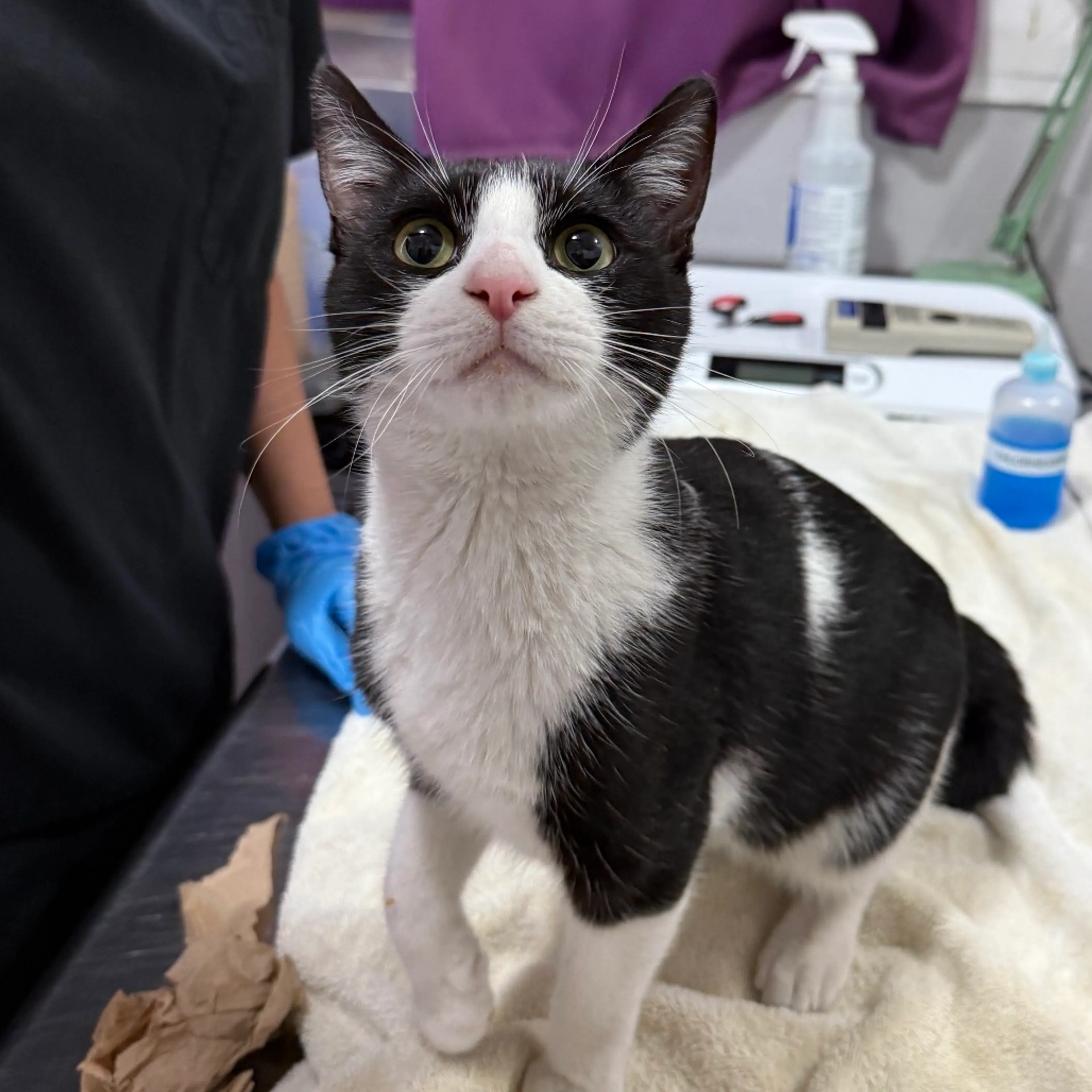 Found pet-1