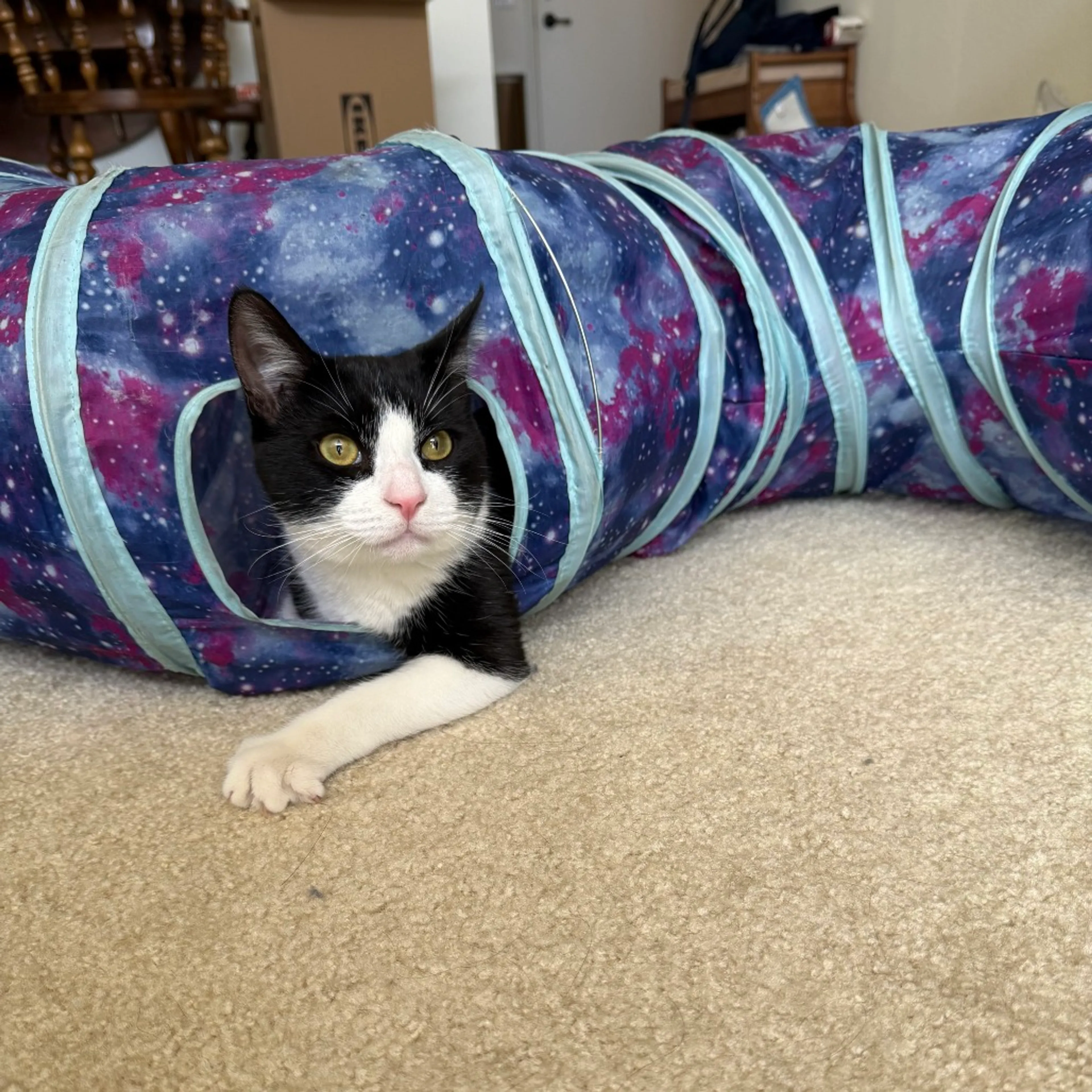 Found pet-2