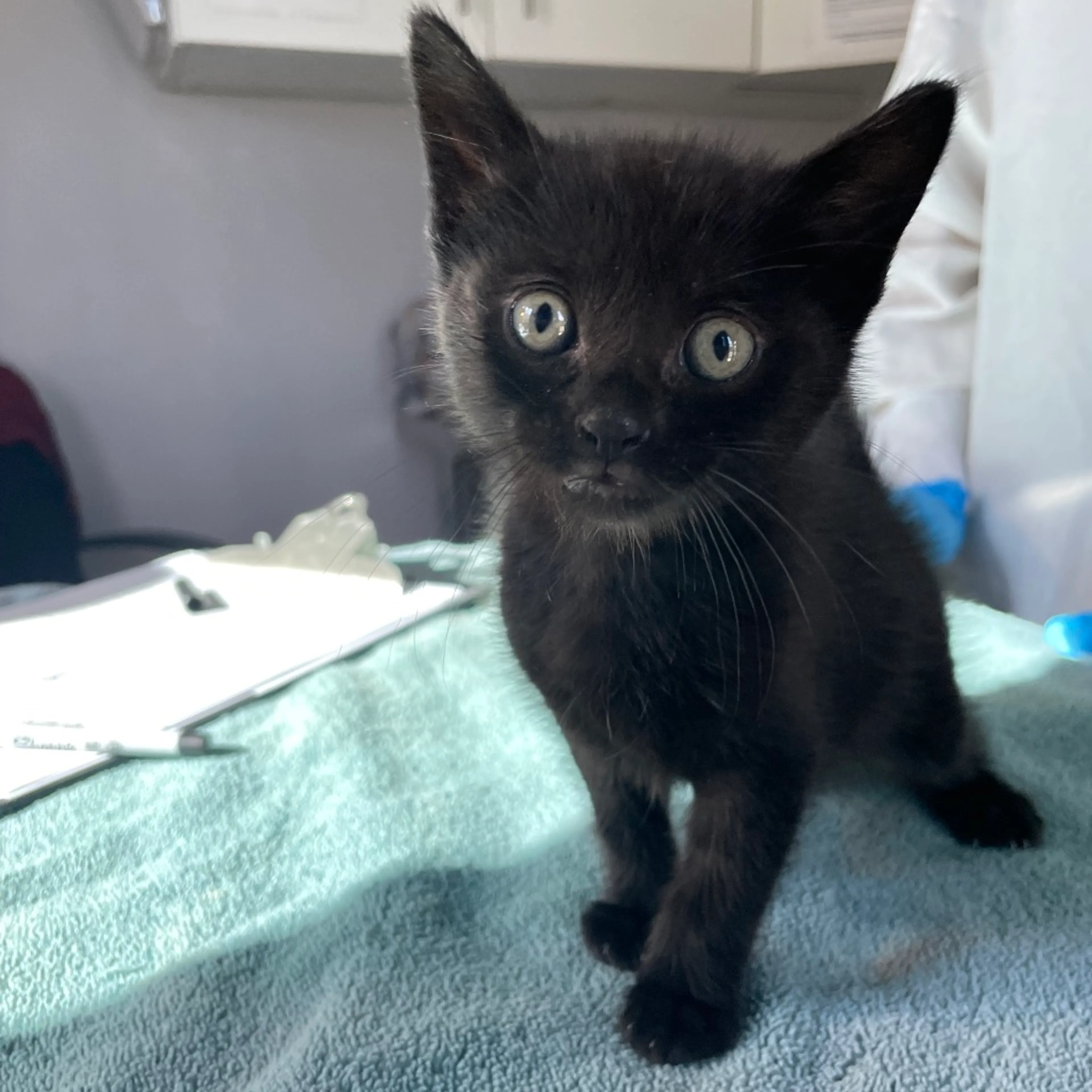 Found pet-1