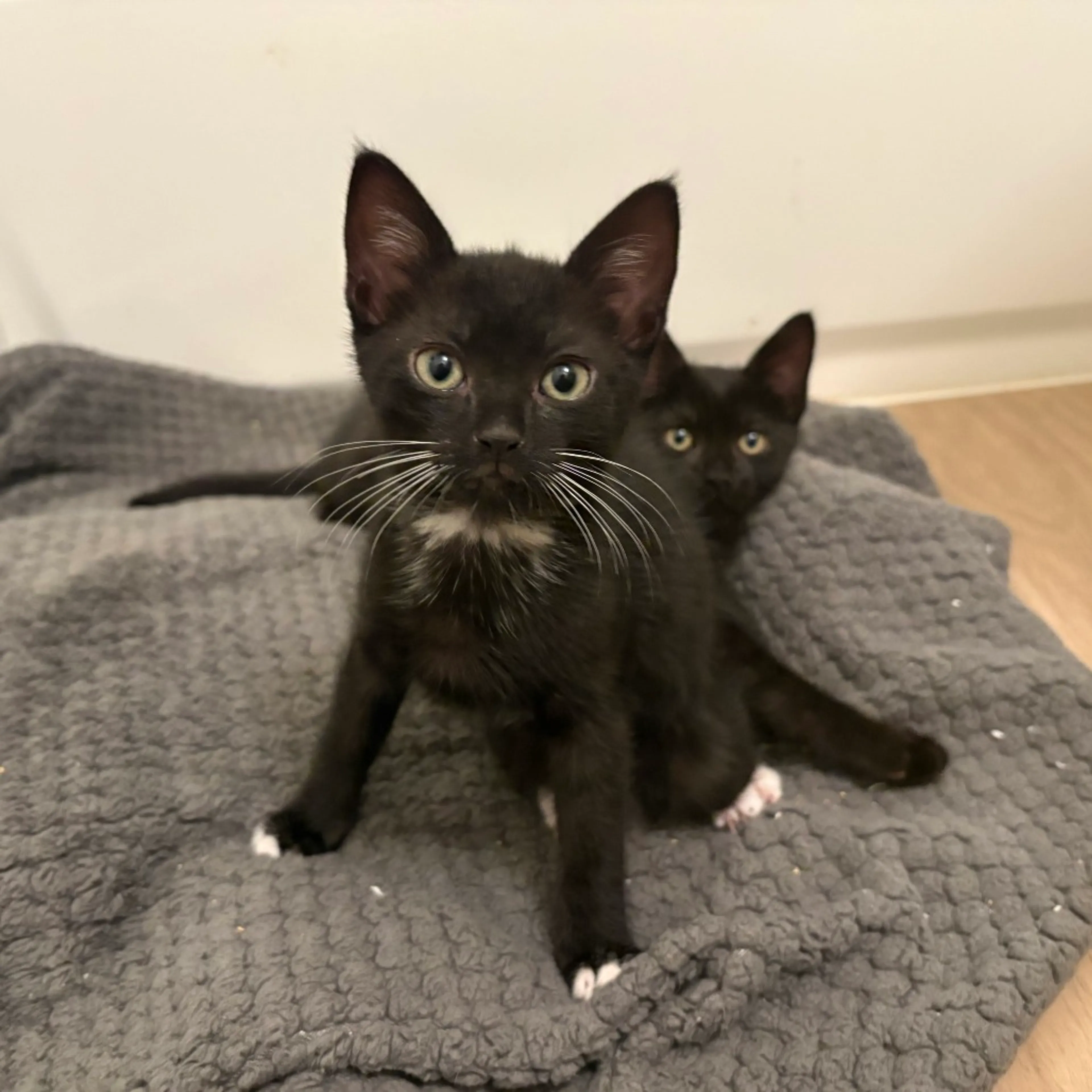 Found pet-3