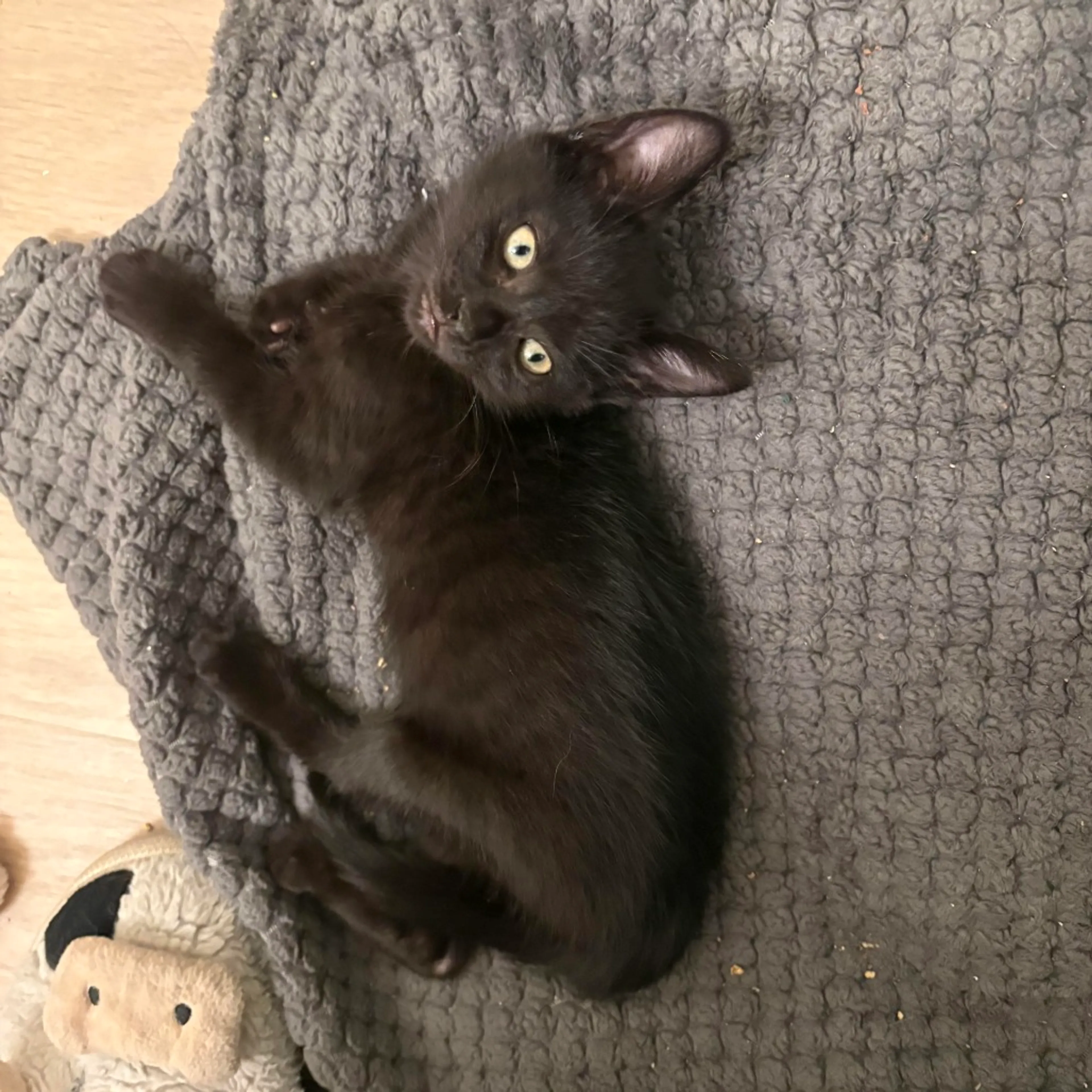 Found pet-4