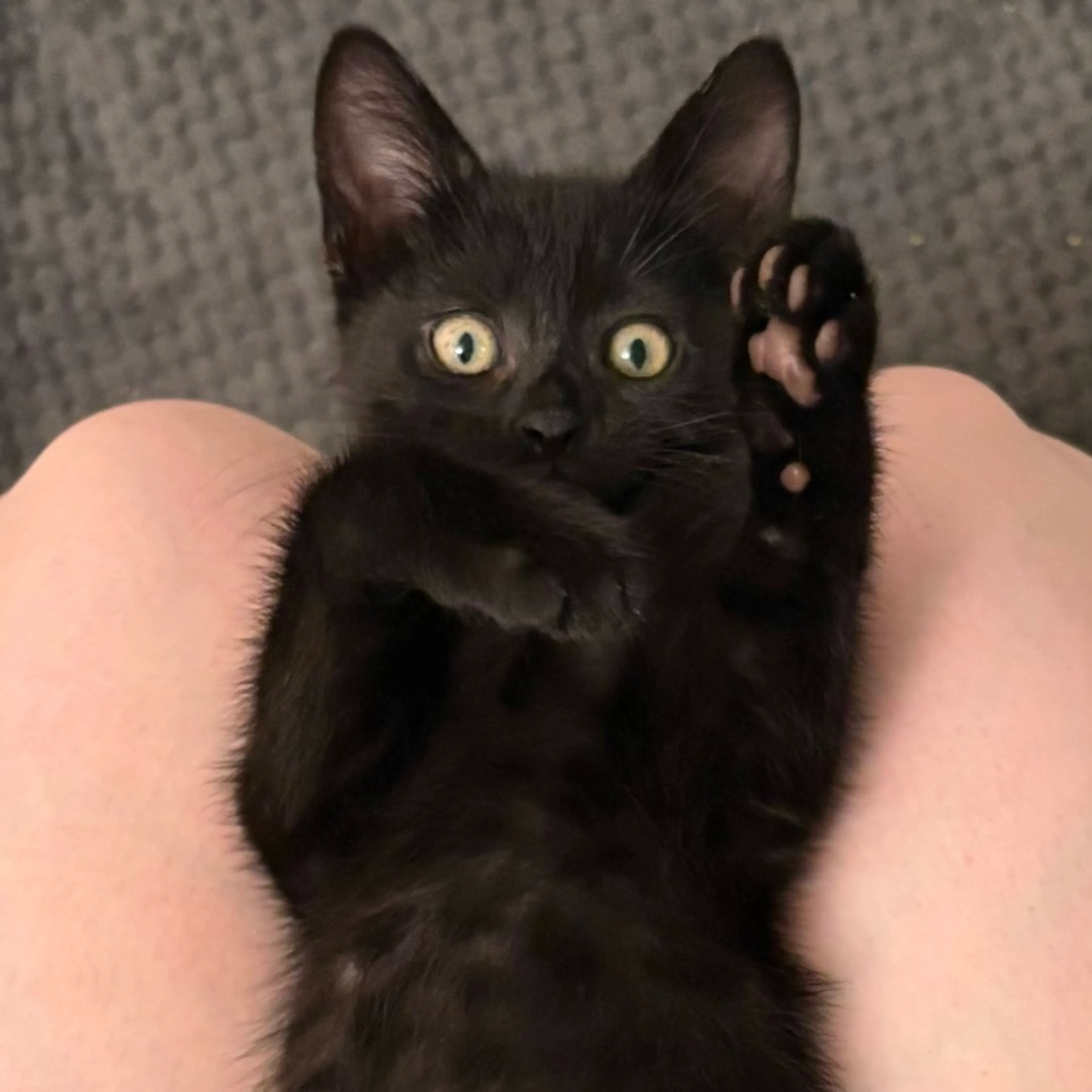 Found pet-0