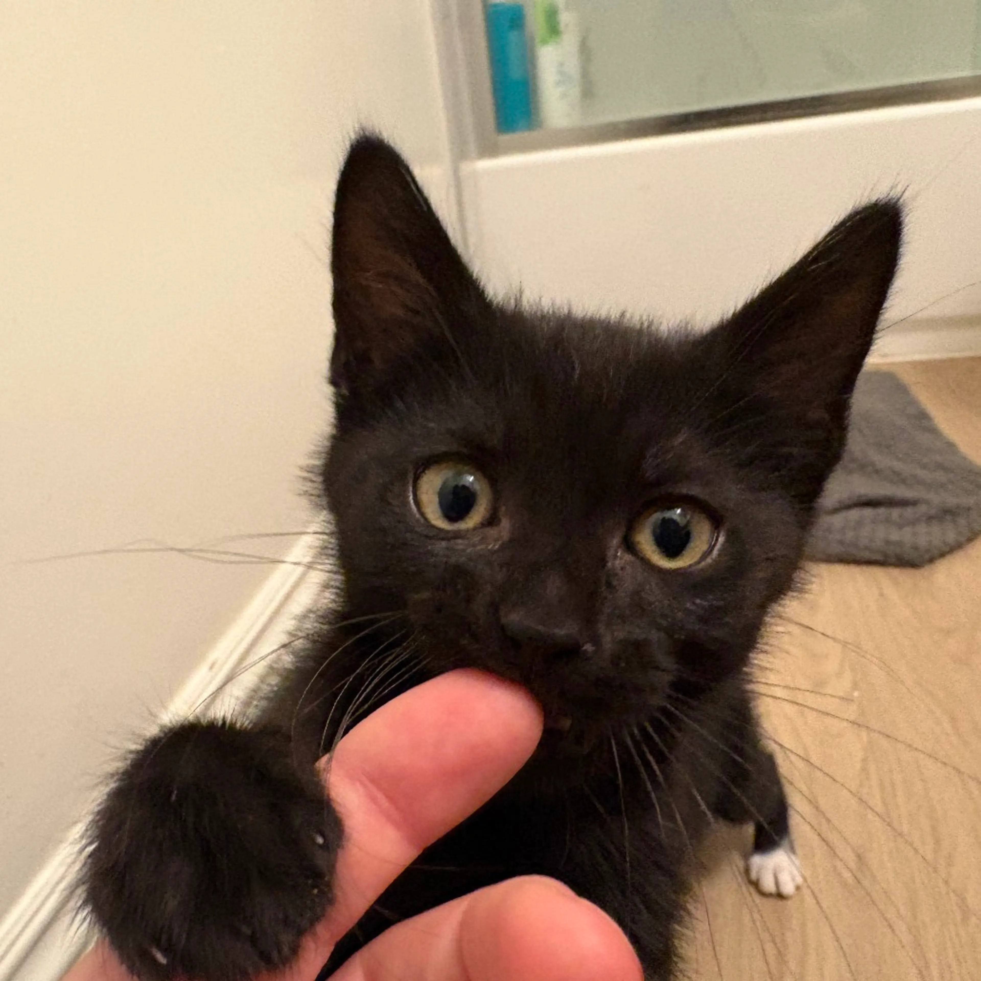 Found pet-2
