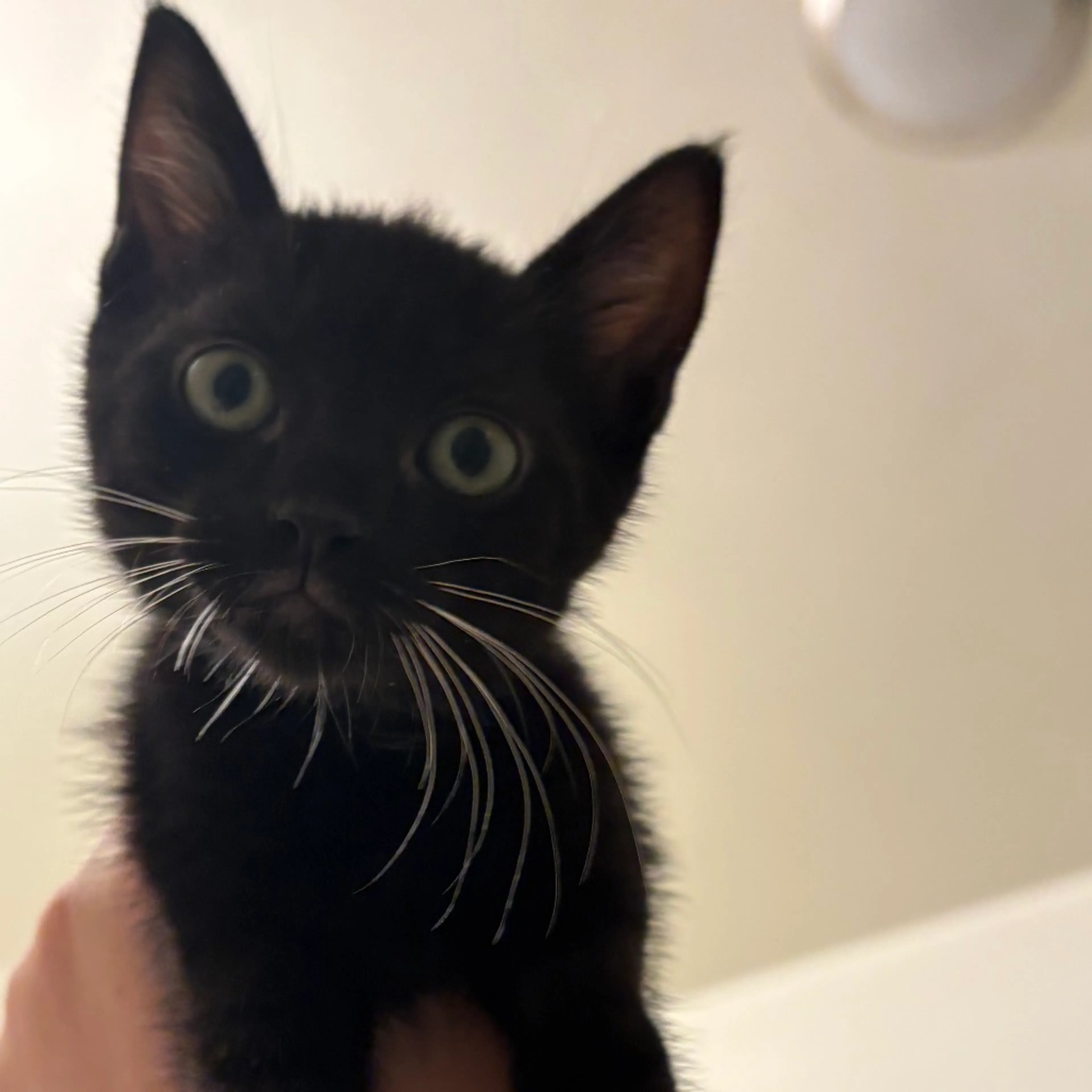 Found pet-2