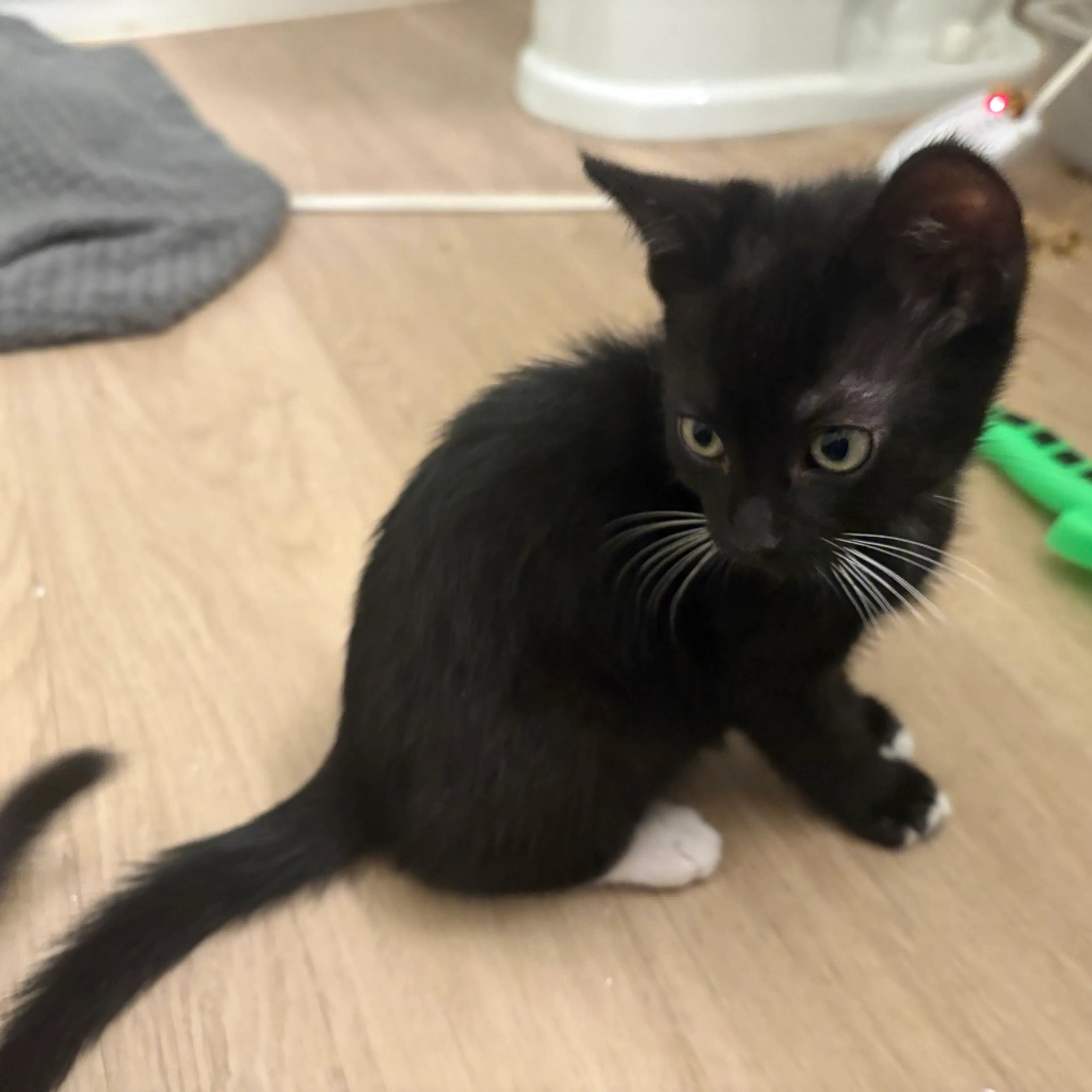 Found pet-4