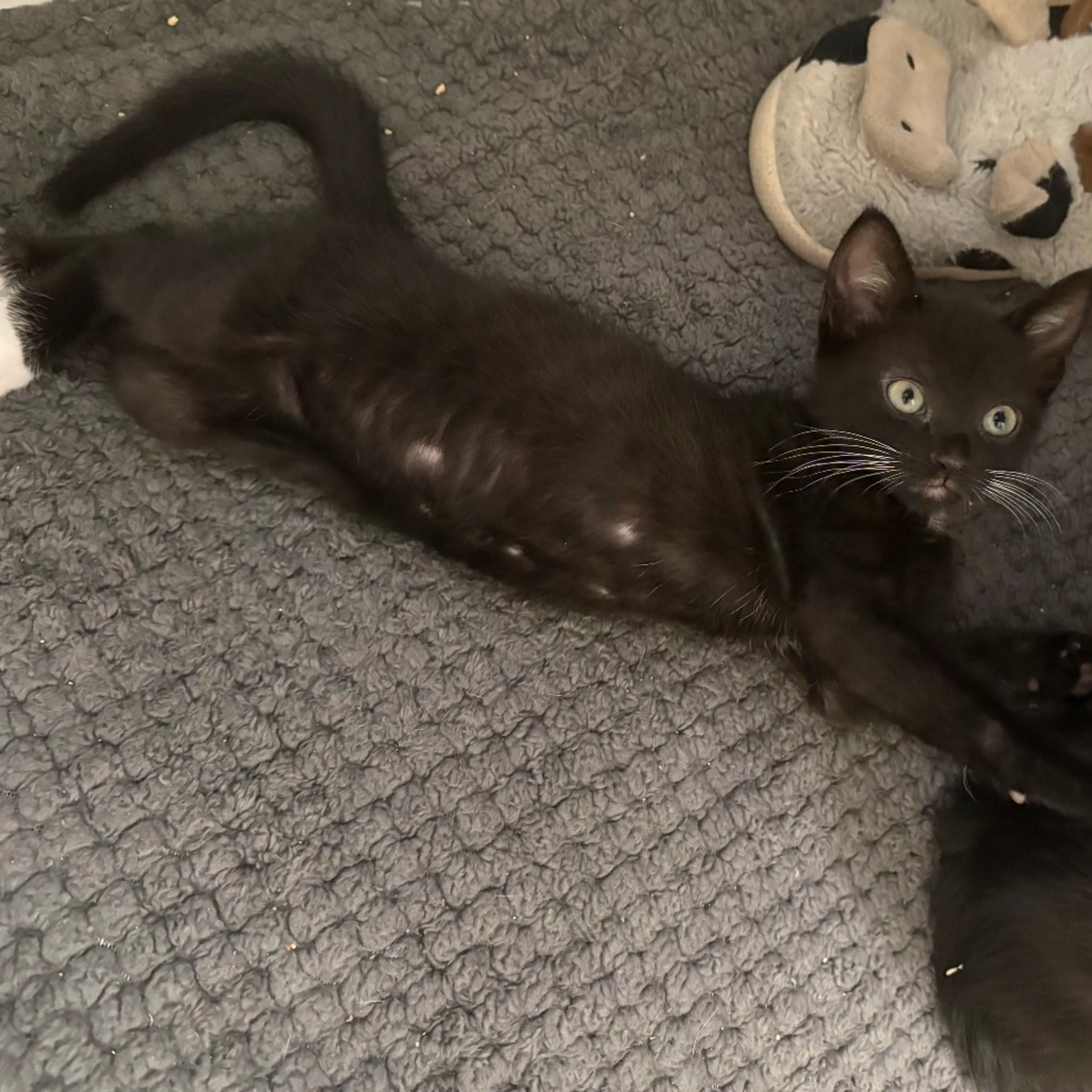 Found pet-5