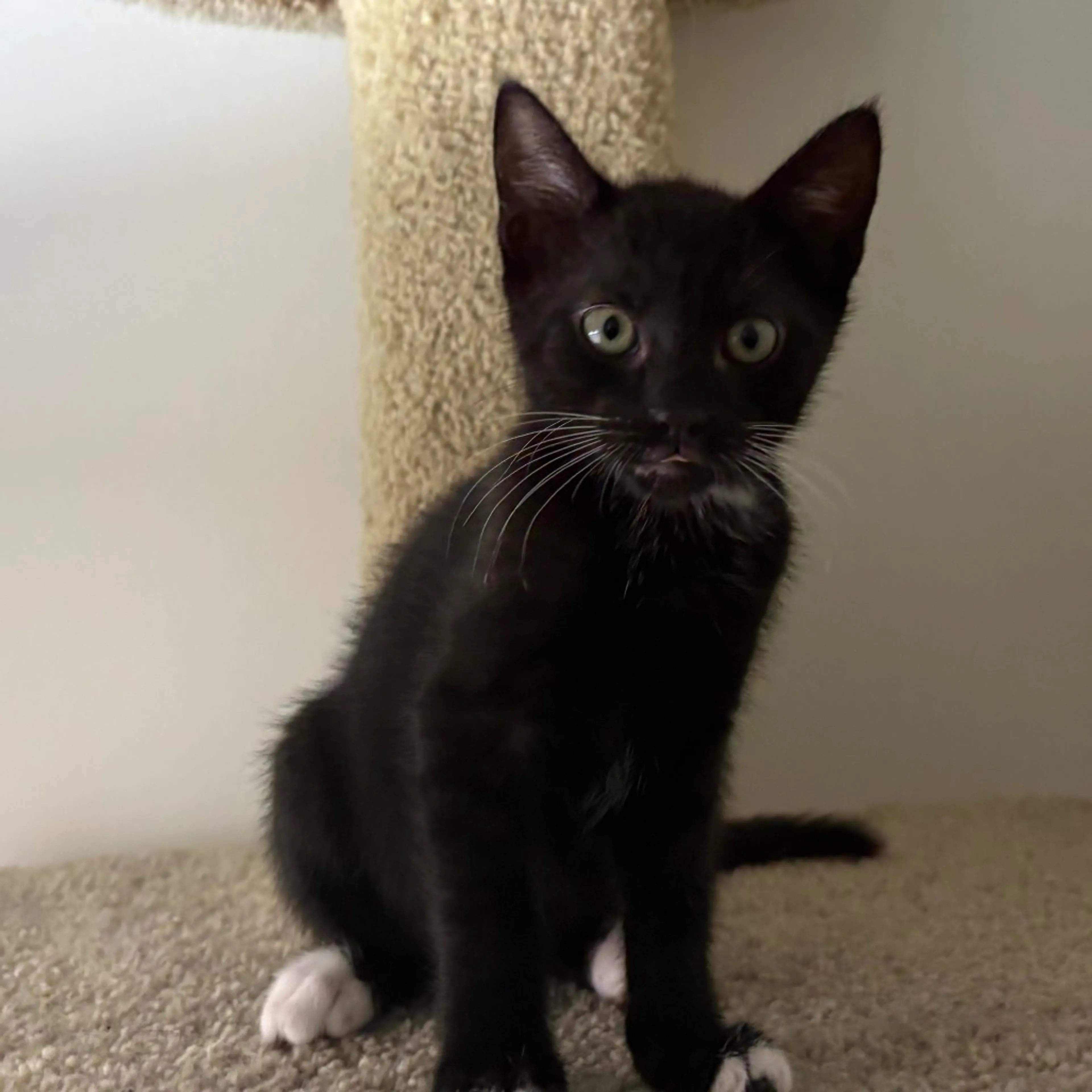 Found pet-3