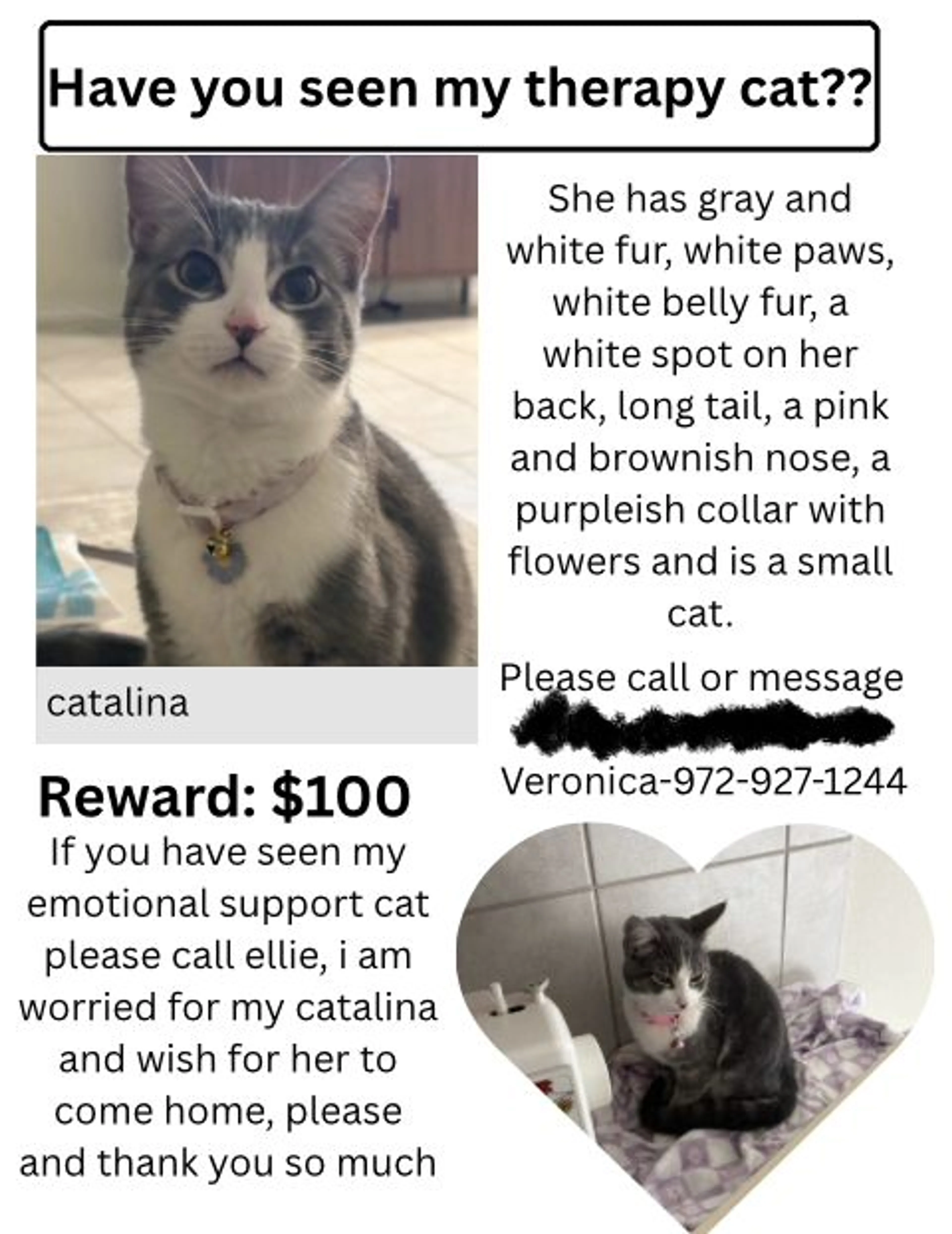 Lost pet