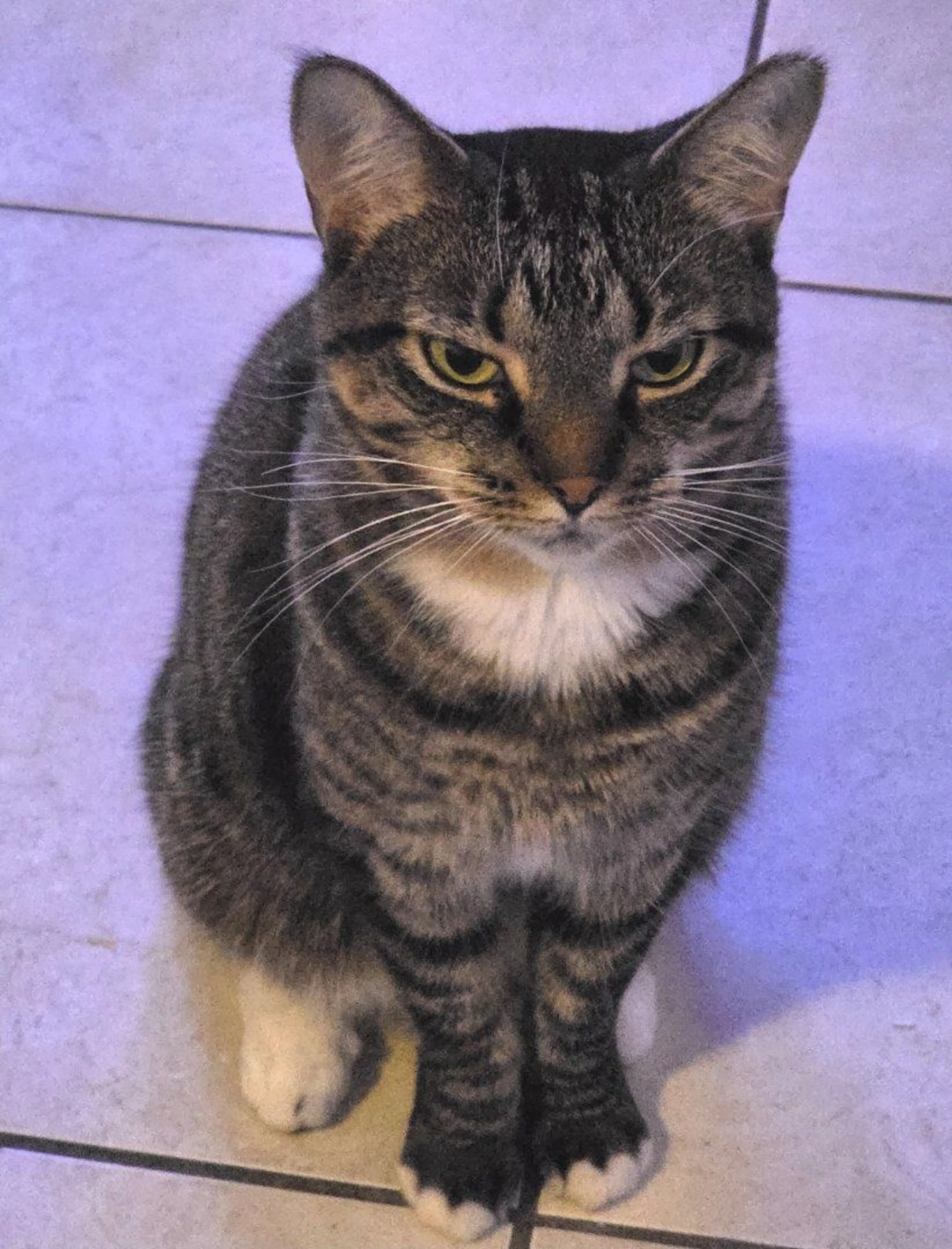 Lost pet